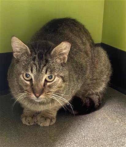 +PEPE, Adoptable, Adult Male Domestic Short Hair.