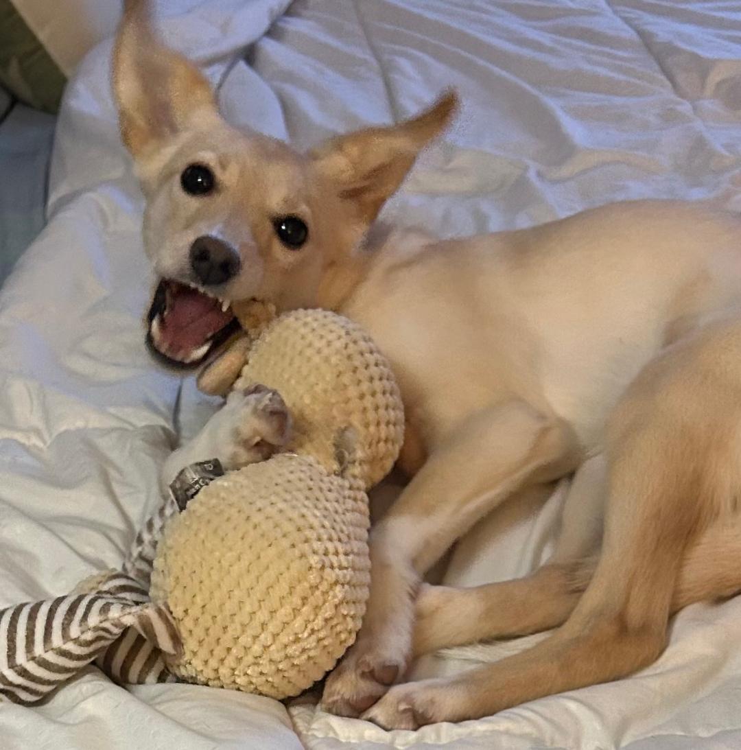 Enlarge Gigi , a Adoptable mixed breed in Lake Geneva, WI image 5/6