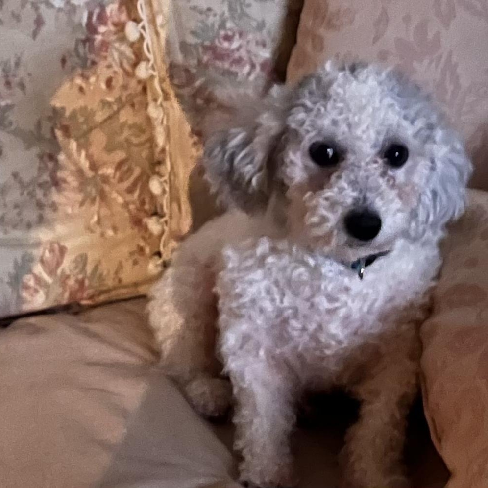 Enlarge Bernice, an adoption pending Miniature Poodle in Burlington, VT image 4/5