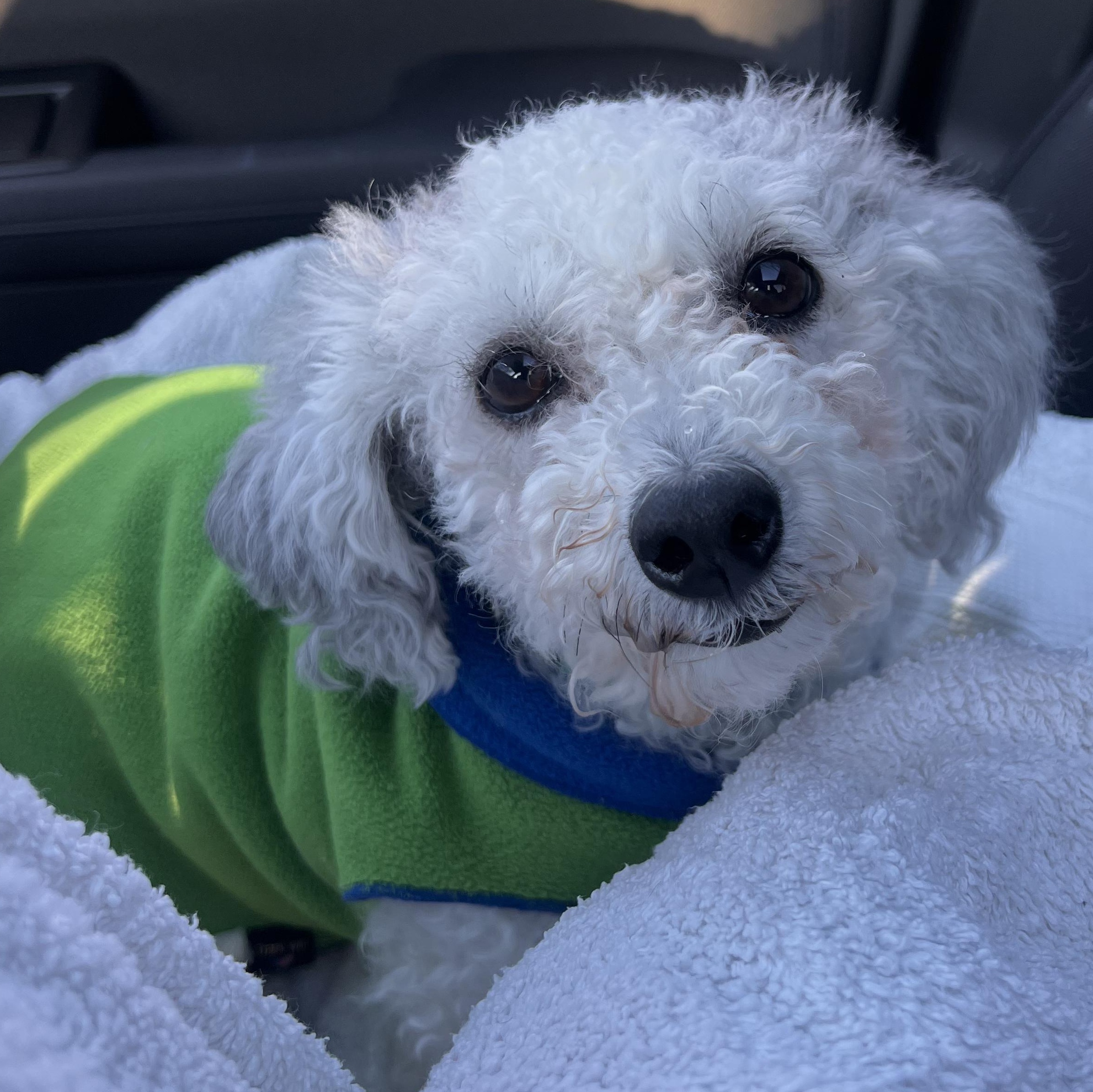 Enlarge Bernice, an adoption pending Miniature Poodle in Burlington, VT image 5/5