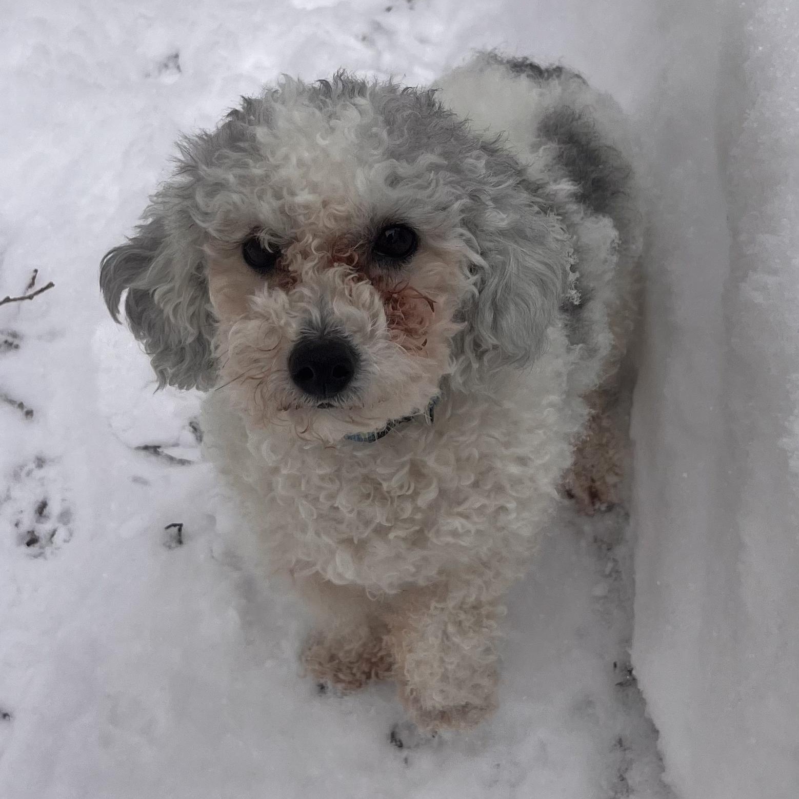 Bernice, ADOPTABLE, Senior Female Miniature Poodle.