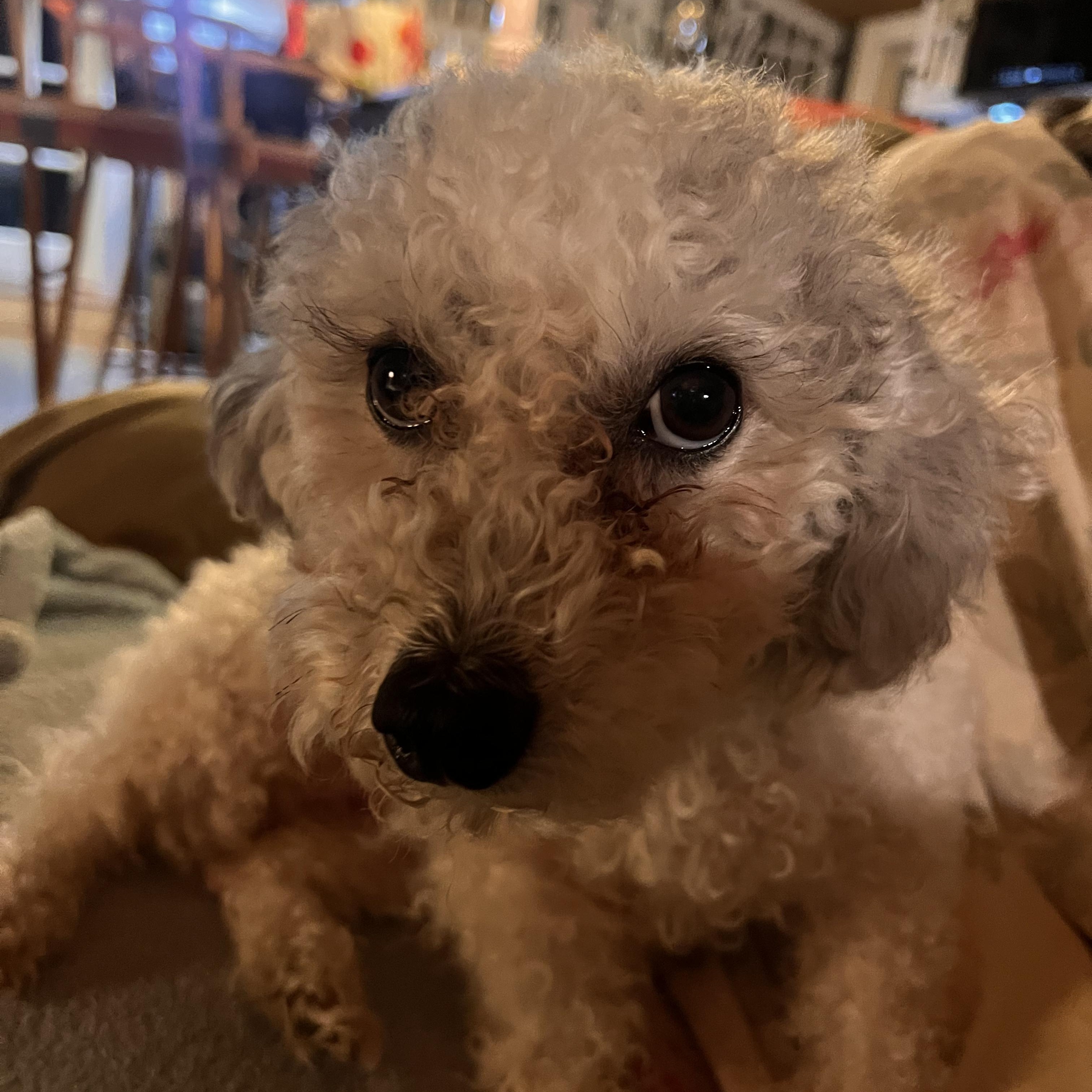 Enlarge Bernice, an adoption pending Miniature Poodle in Burlington, VT image 3/5