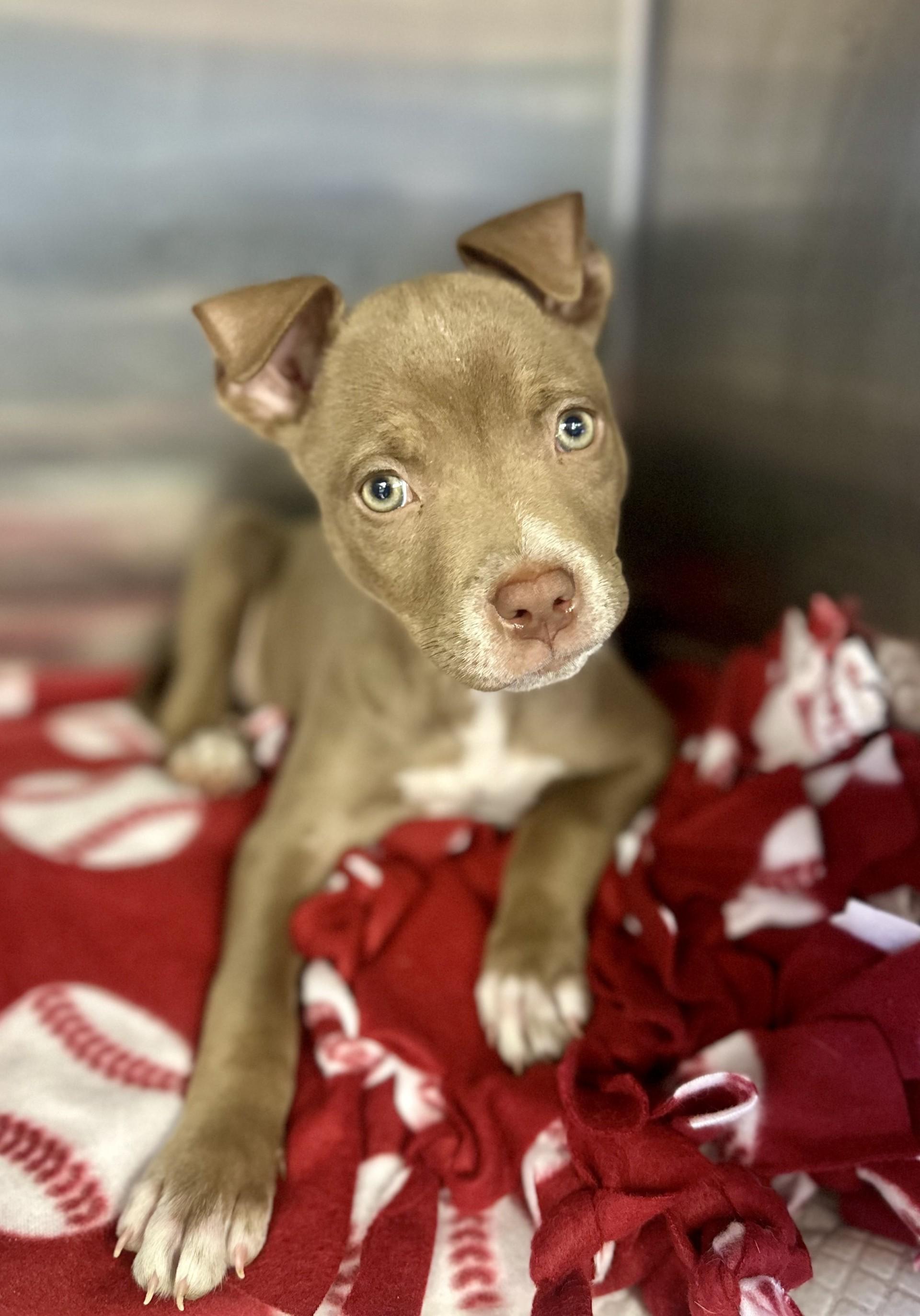 Enlarge Cash #1620 (312), a ADOPTABLE Pit Bull Terrier in Victorville, CA image 1/1
