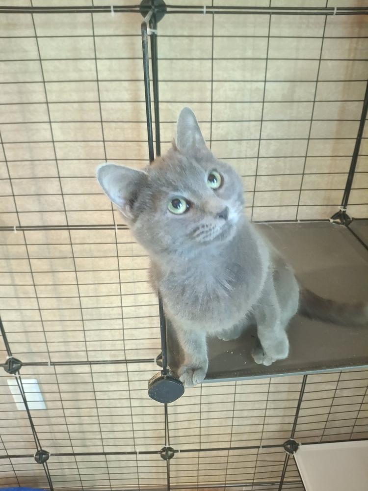 Enlarge Lynette R., a Adoptable Domestic Short Hair in Peoria, IL image 1/2