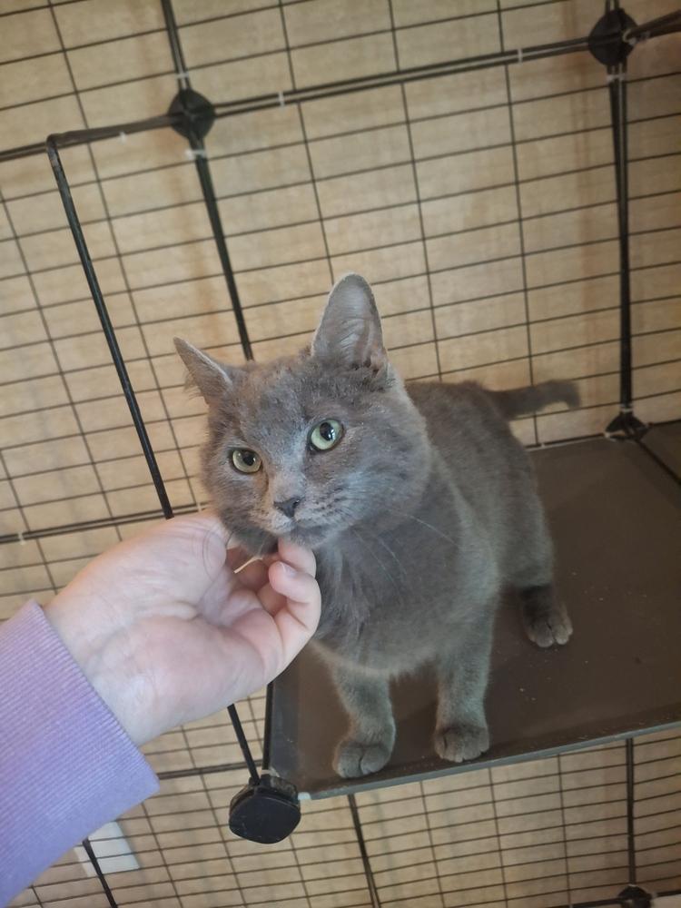 Enlarge Lynette R., a Adoptable Domestic Short Hair in Peoria, IL image 2/2