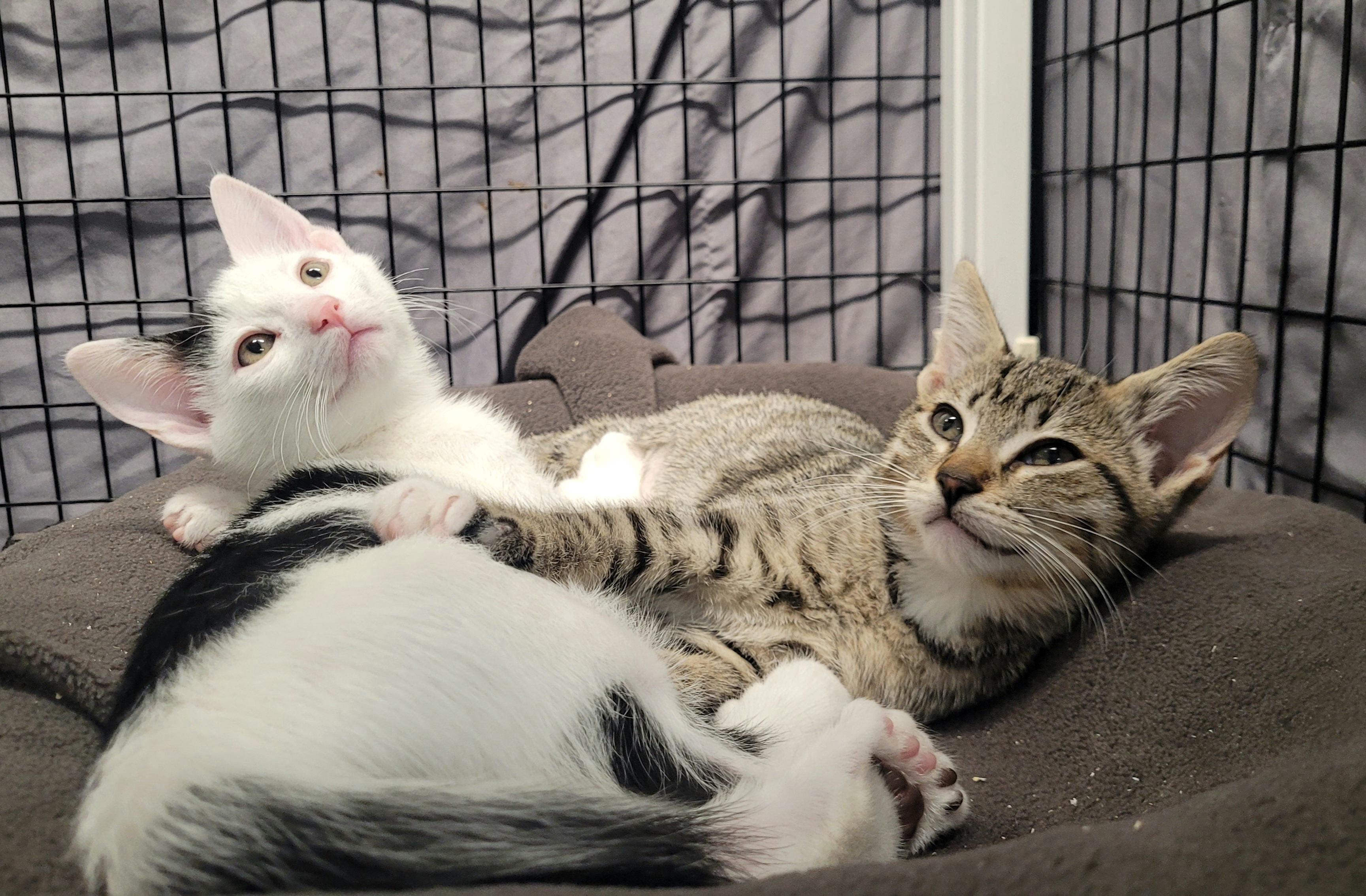 Lira & Peso (bonded pair), ADOPTABLE, Kitten Female Domestic Medium Hair.