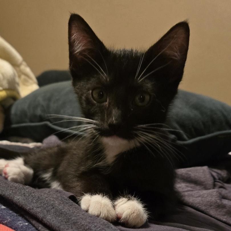 Swissroll, ADOPTABLE, Kitten Female Domestic Short Hair.