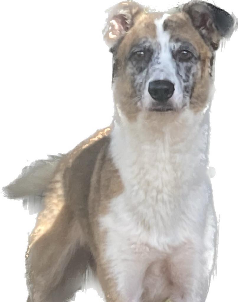 Ruby, Adoptable, Senior Female German Shepherd Dog & Australian Shepherd.