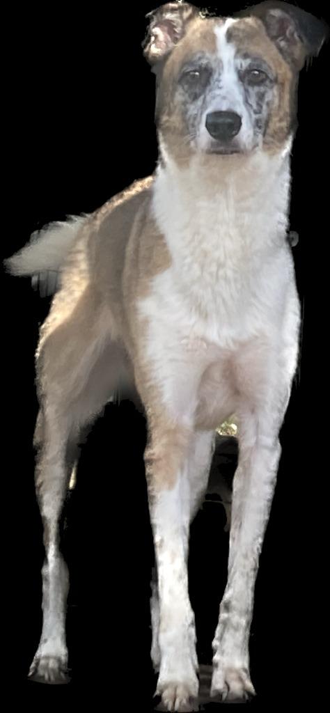 Enlarge Ruby, a Adoptable mixed breed in Jemison, AL image 2/3