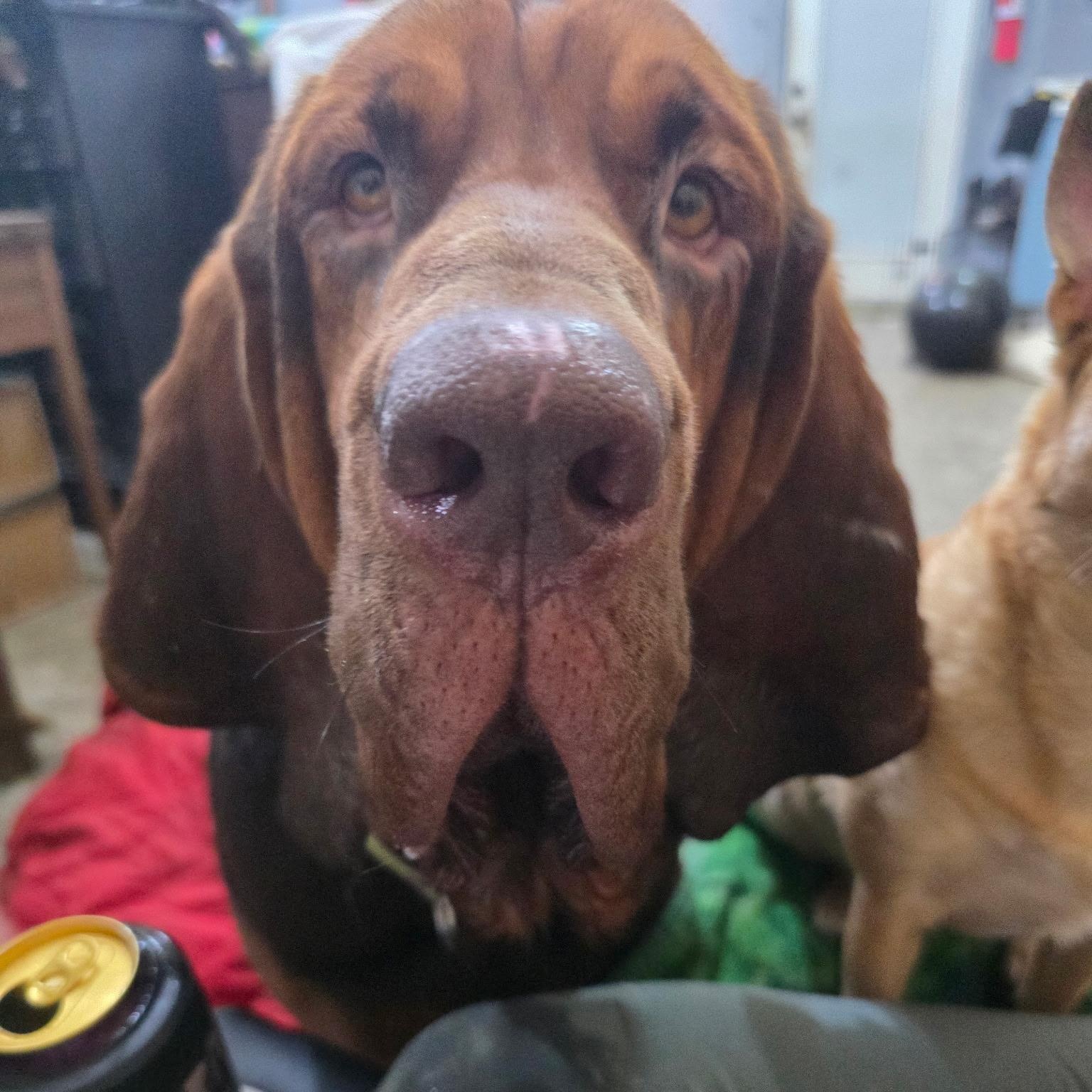Enlarge Beau, a Adoptable Bloodhound in Port Saint Lucie, FL image 1/6