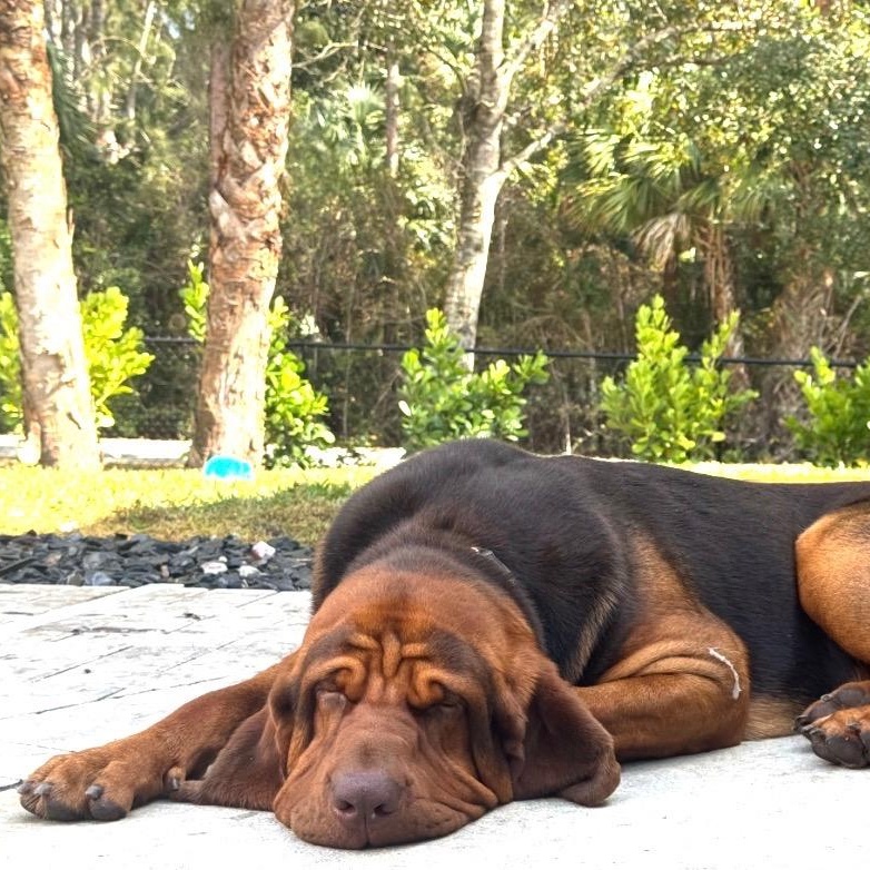 Enlarge Beau, a Adoptable Bloodhound in Port Saint Lucie, FL image 4/6