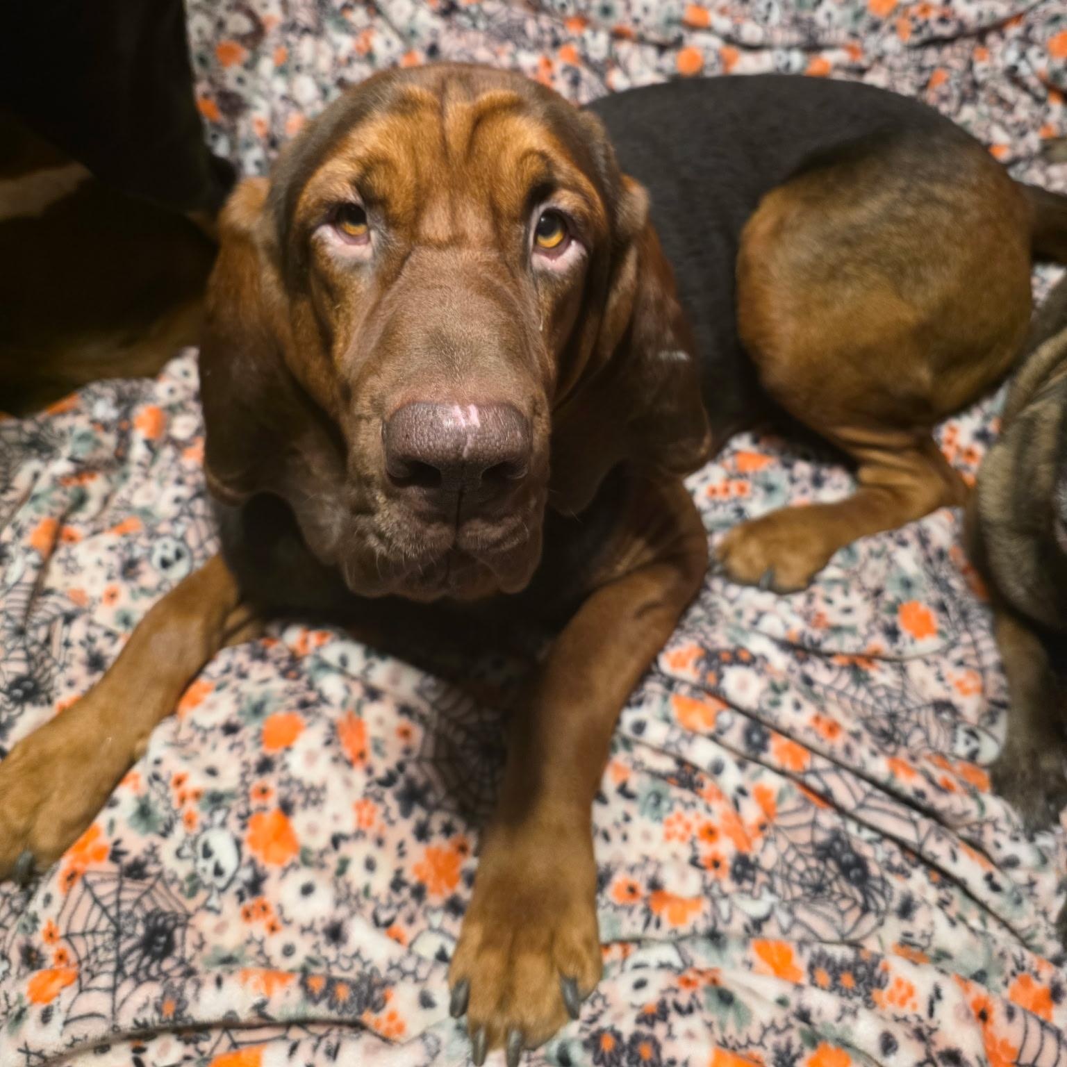 Enlarge Beau, a Adoptable Bloodhound in Port Saint Lucie, FL image 6/6