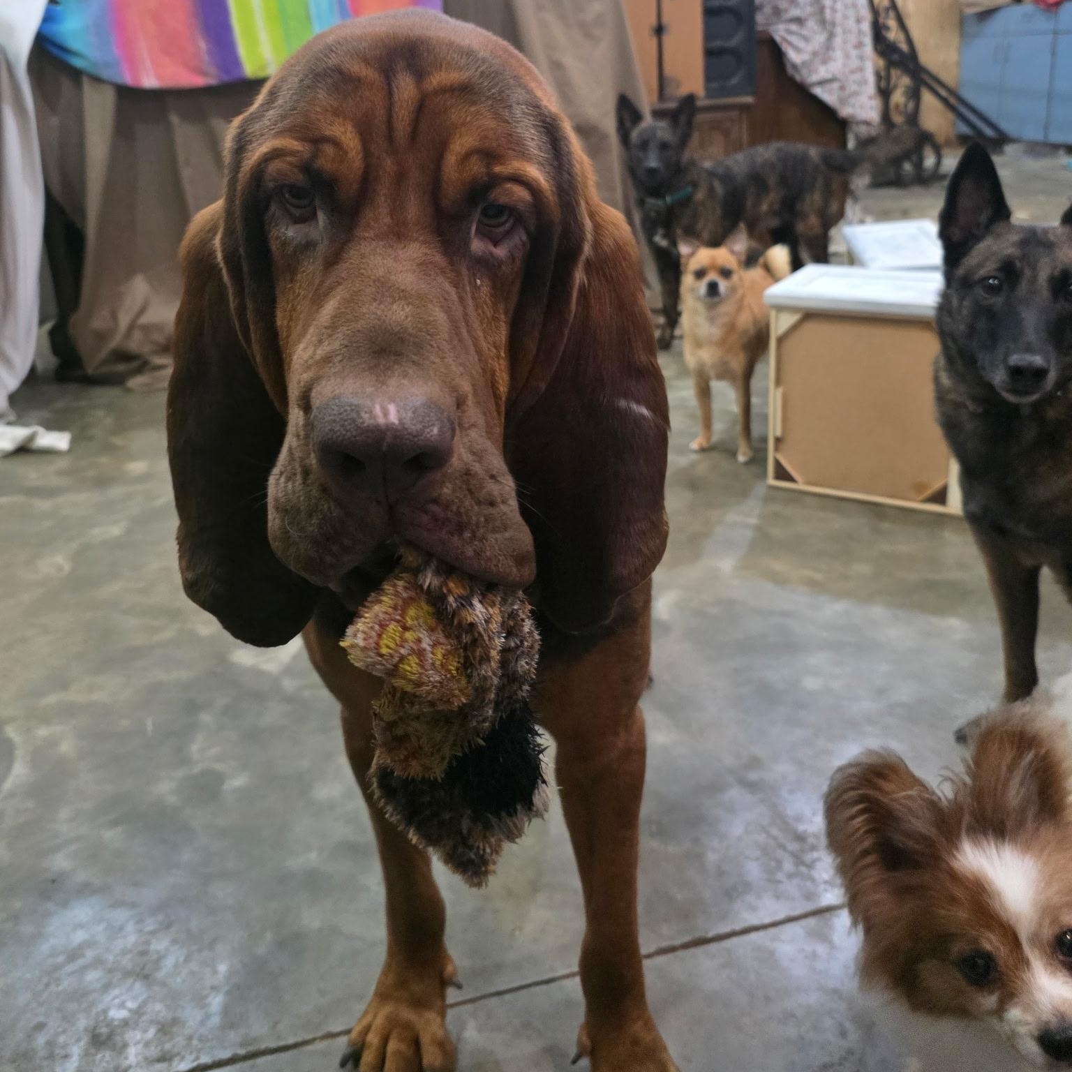 Enlarge Beau, a Adoptable Bloodhound in Port Saint Lucie, FL image 2/6