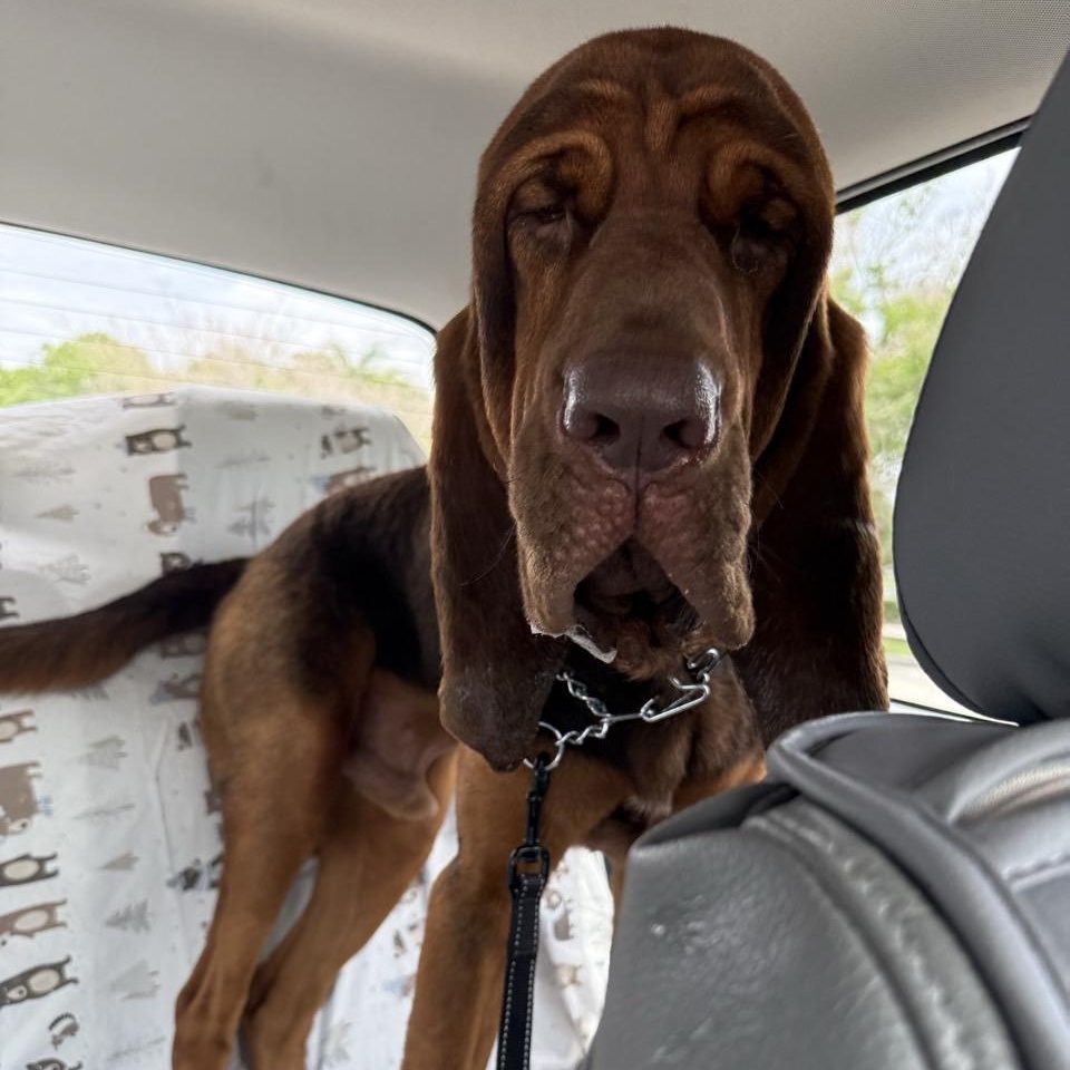 Enlarge Beau, a Adoptable Bloodhound in Port Saint Lucie, FL image 3/6