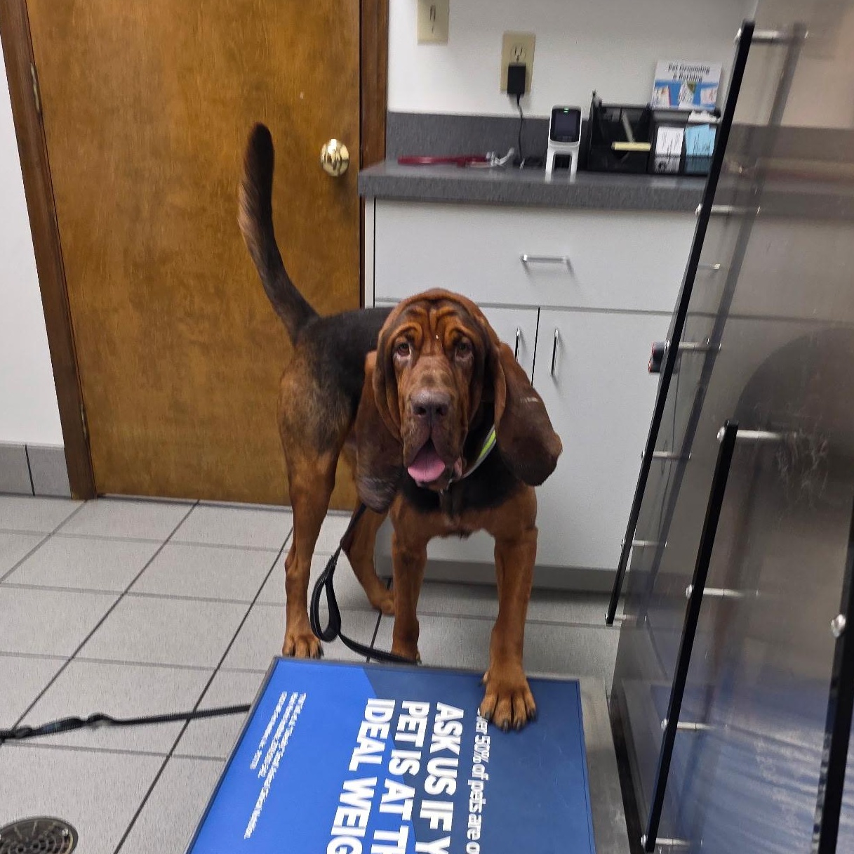 Enlarge Beau, a Adoptable Bloodhound in Port Saint Lucie, FL image 5/6
