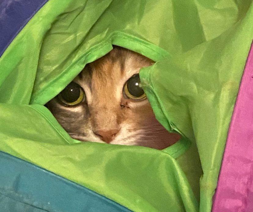 CH - Lucy, Adoptable, Senior Female Domestic Long Hair.