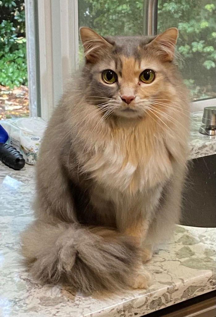 CH - Lucy, a Adoptable Domestic Long Hair in Battle Ground, WA image 2/3