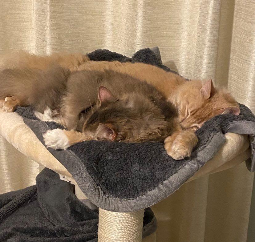 CH - Lucy, a Adoptable Domestic Long Hair in Battle Ground, WA image 3/3