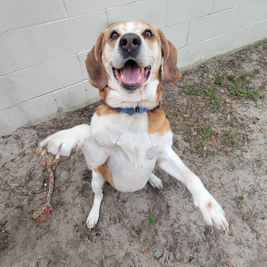 Nico, Adoptable, Senior Male Mixed Breed.