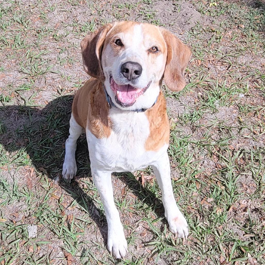 Nico, a Adoptable Mixed Breed in Lake Panasoffkee, FL image 2/6