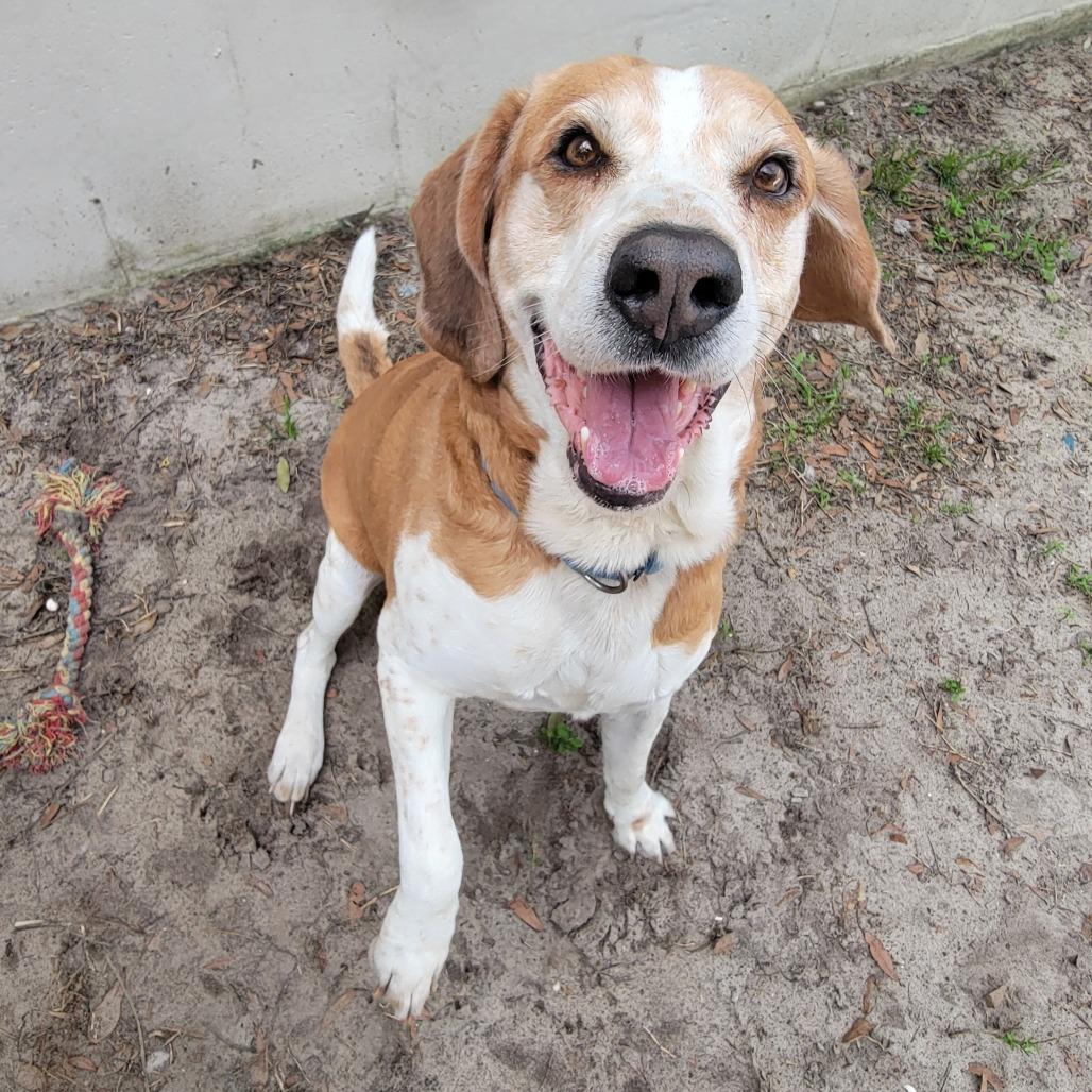 Enlarge Nico, a Adoptable Mixed Breed in Lake Panasoffkee, FL image 2/6