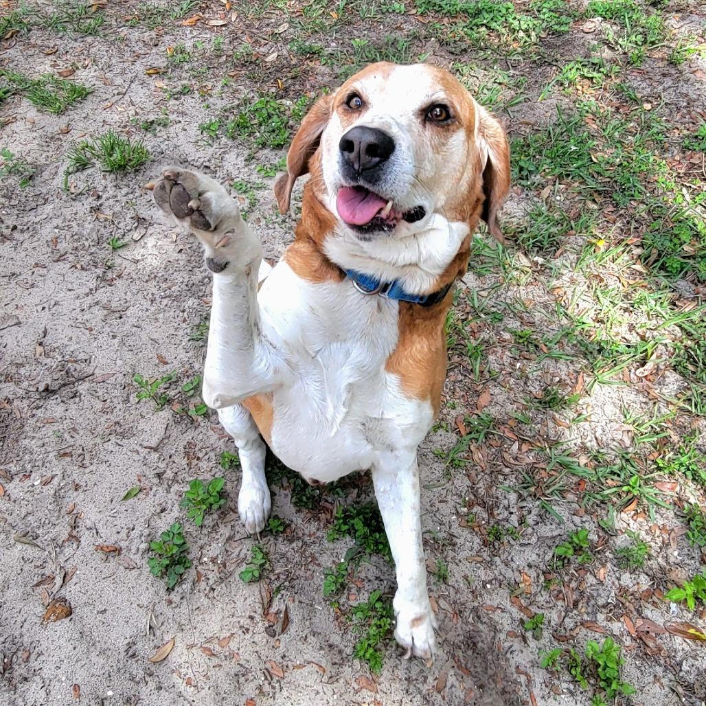 Enlarge Nico, a Adoptable Mixed Breed in Lake Panasoffkee, FL image 3/6