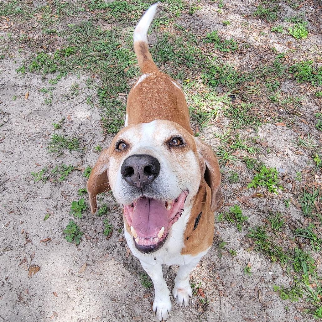 Enlarge Nico, a Adoptable Mixed Breed in Lake Panasoffkee, FL image 4/6