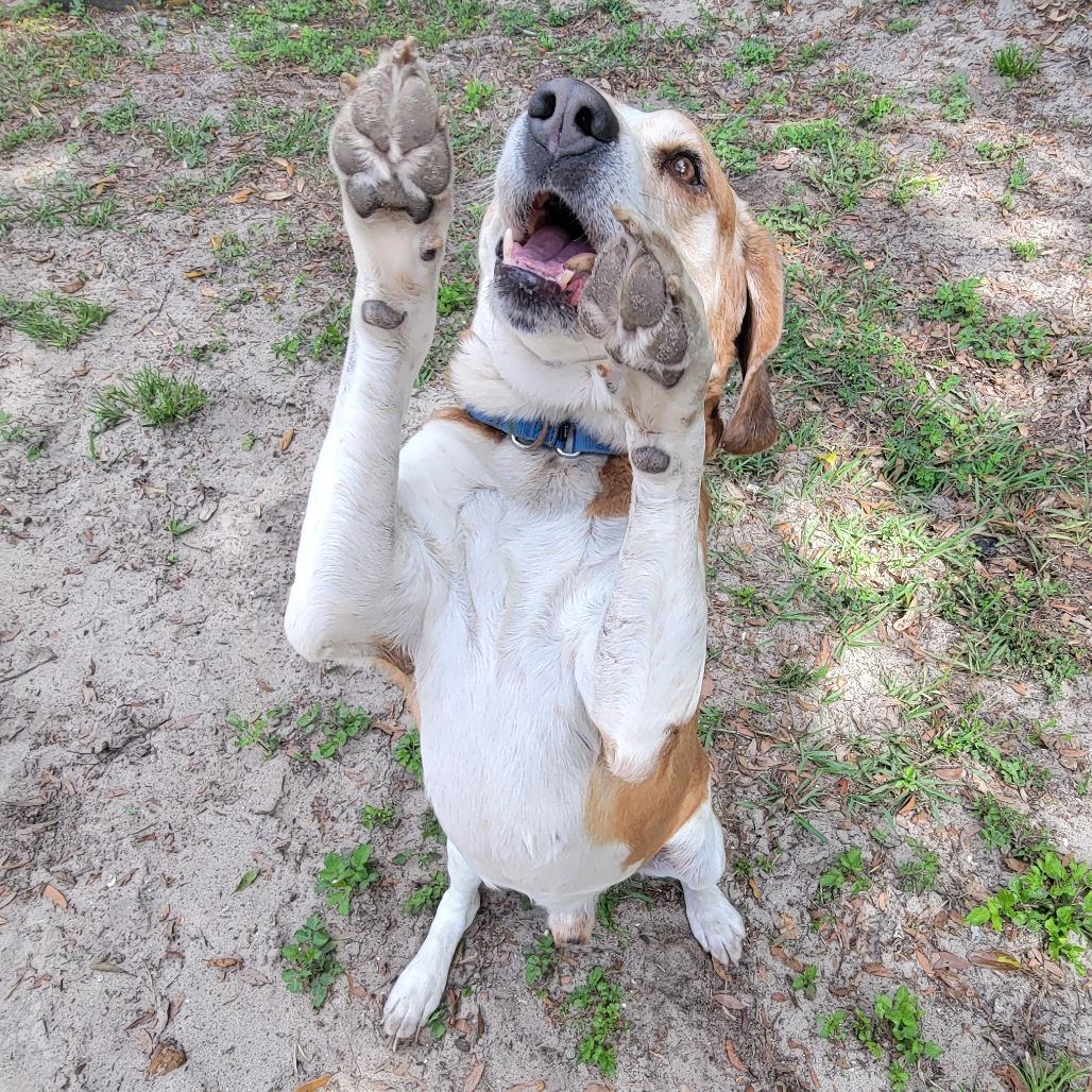 Enlarge Nico, a Adoptable Mixed Breed in Lake Panasoffkee, FL image 5/6
