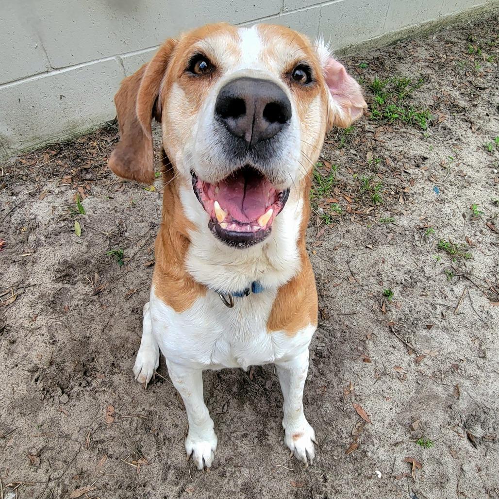 Nico, a Adoptable Mixed Breed in Lake Panasoffkee, FL image 6/6