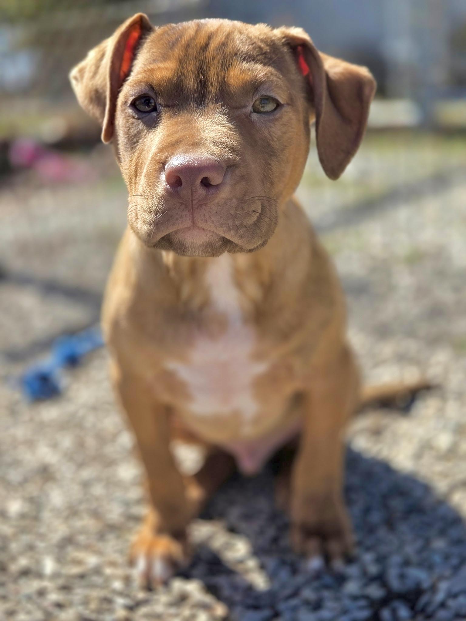 Quincy, a ADOPTABLE mixed breed in Ilderton, ON image 1/6