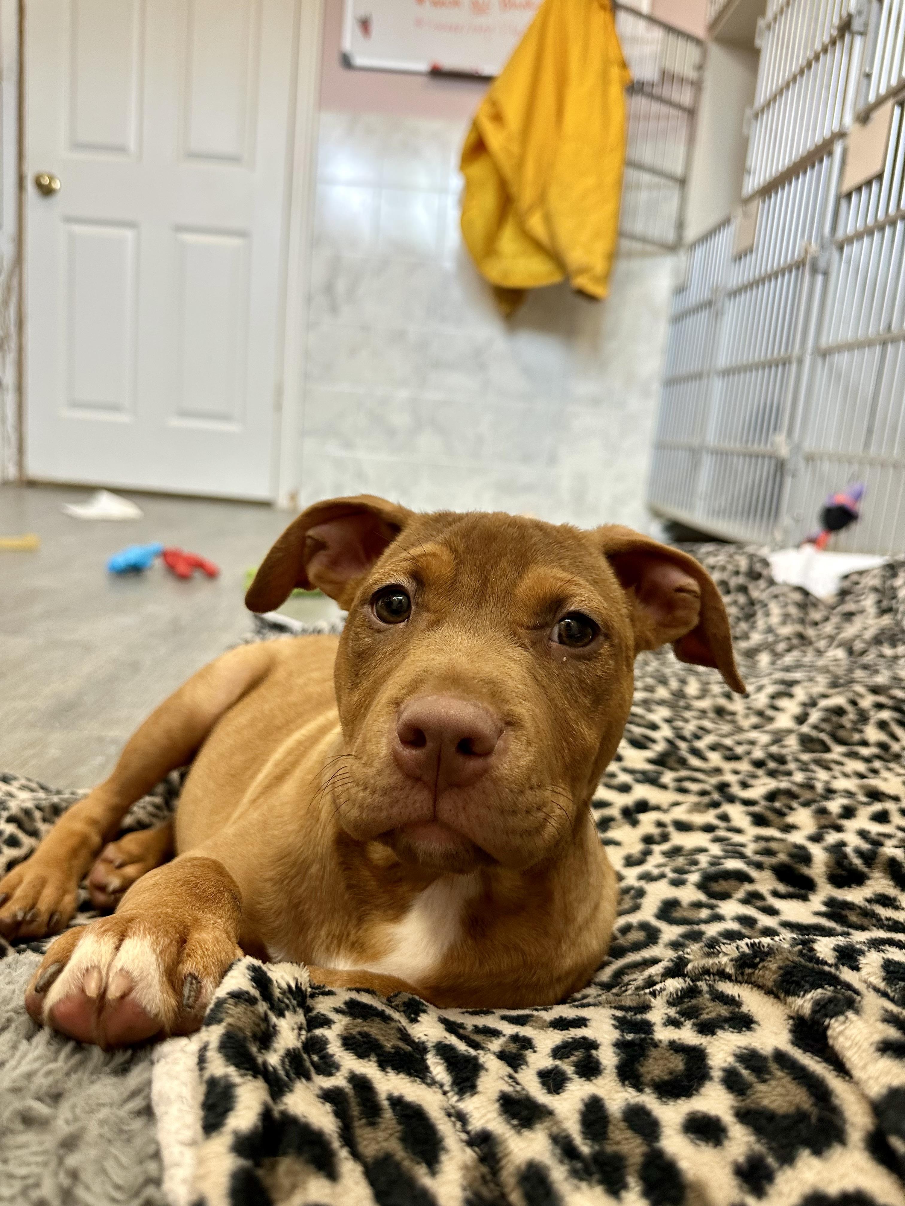 Quincy, a ADOPTABLE mixed breed in Ilderton, ON image 4/6
