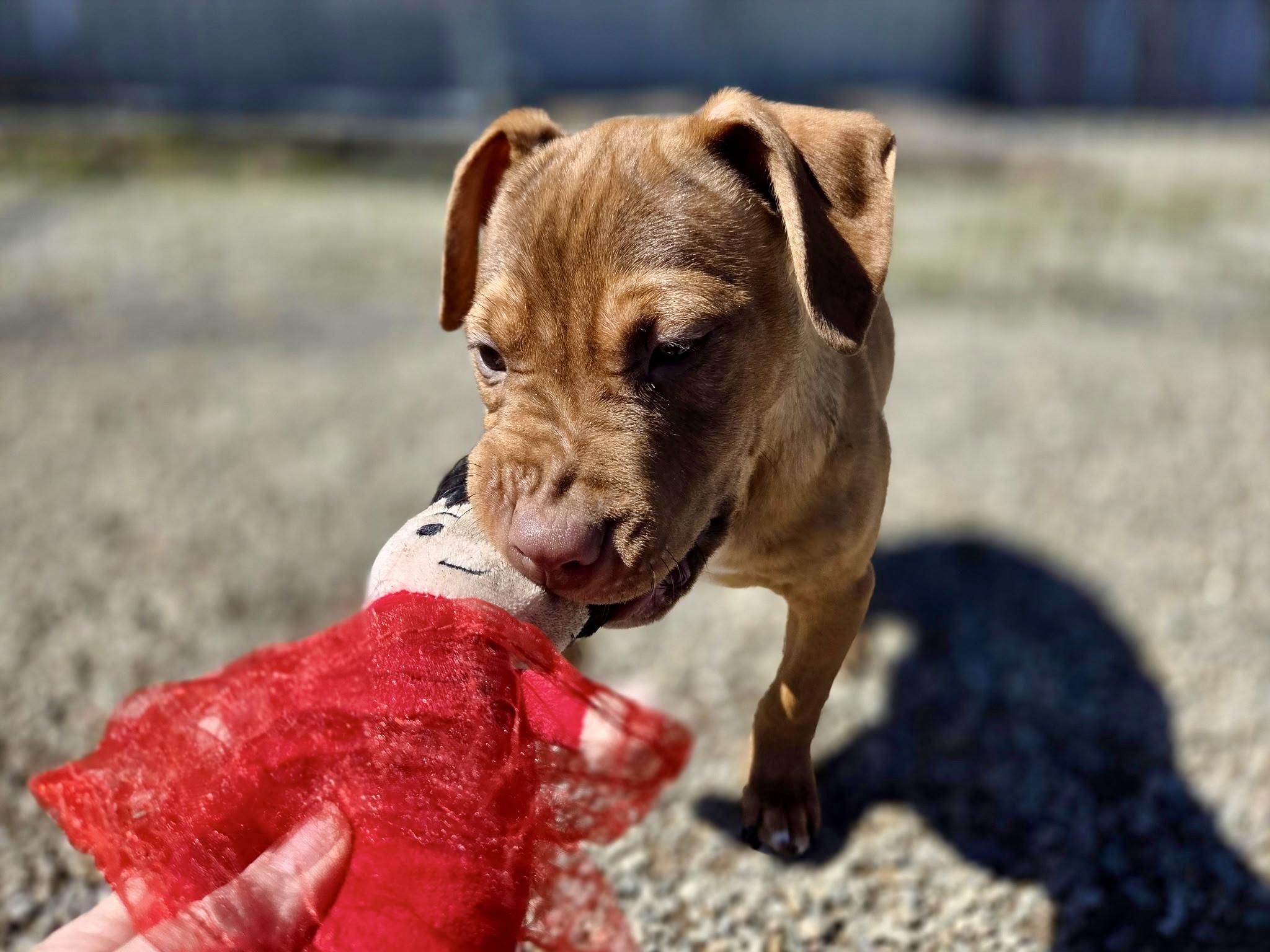 Quincy, a ADOPTABLE mixed breed in Ilderton, ON image 2/6