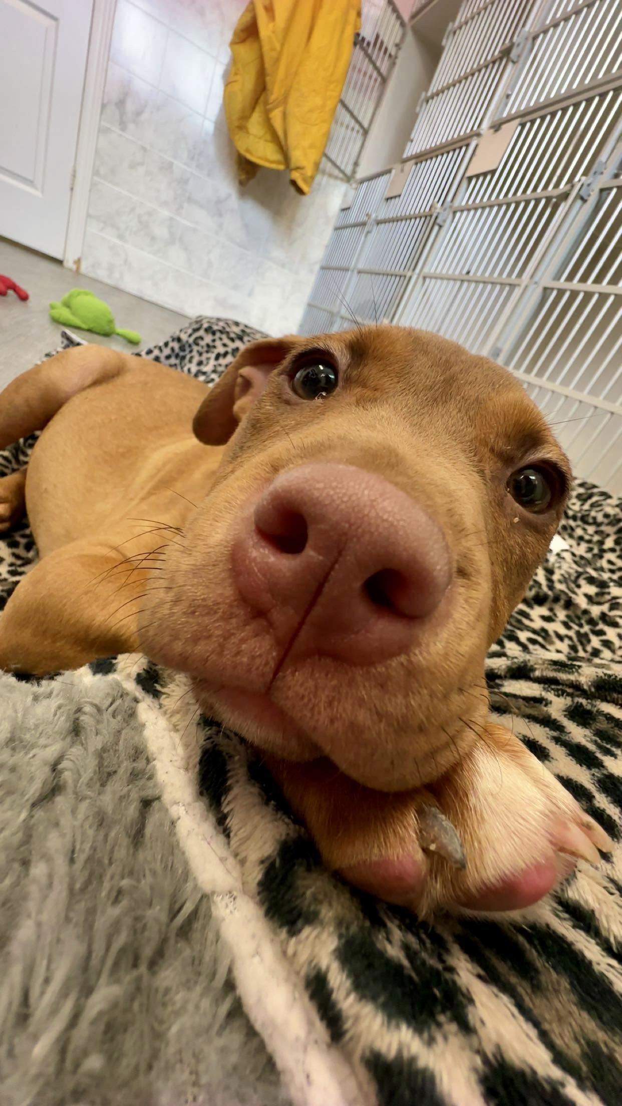 Quincy, a ADOPTABLE mixed breed in Ilderton, ON image 3/6