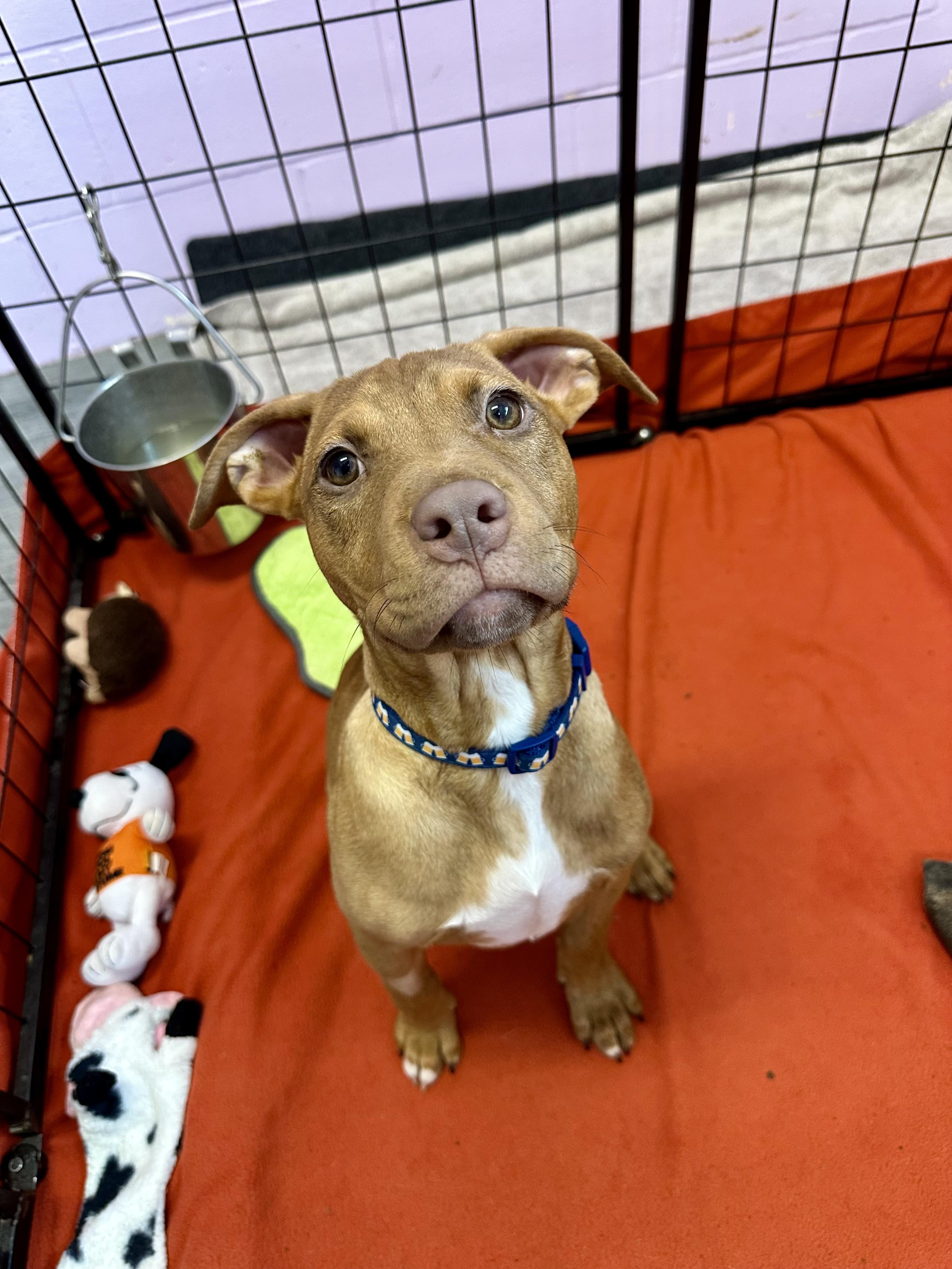 Quincy, a ADOPTABLE mixed breed in Ilderton, ON image 5/6