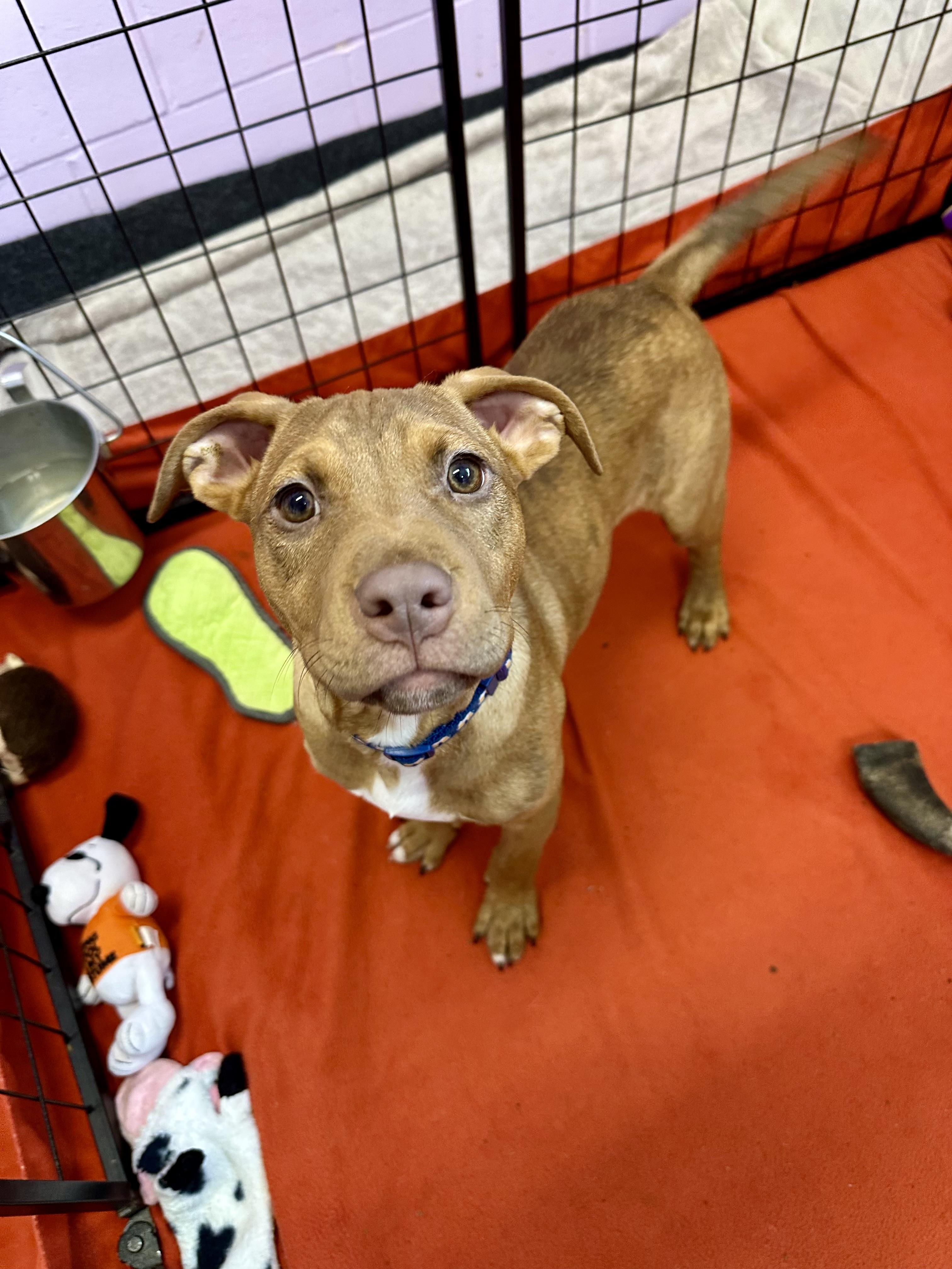 Quincy, a ADOPTABLE mixed breed in Ilderton, ON image 6/6