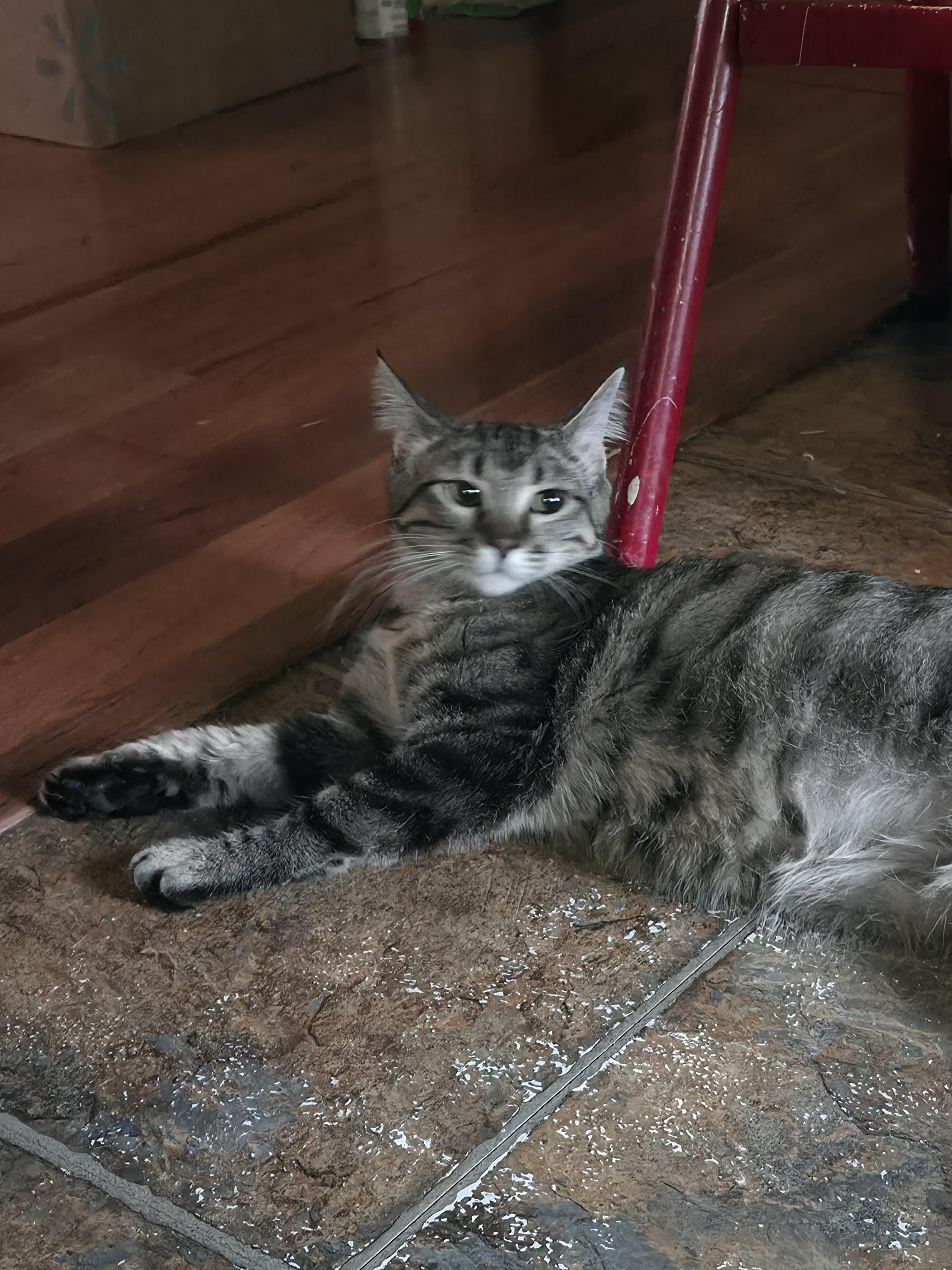 Gretchen, a ADOPTABLE Domestic Short Hair in Manhattan, KS image 4/4