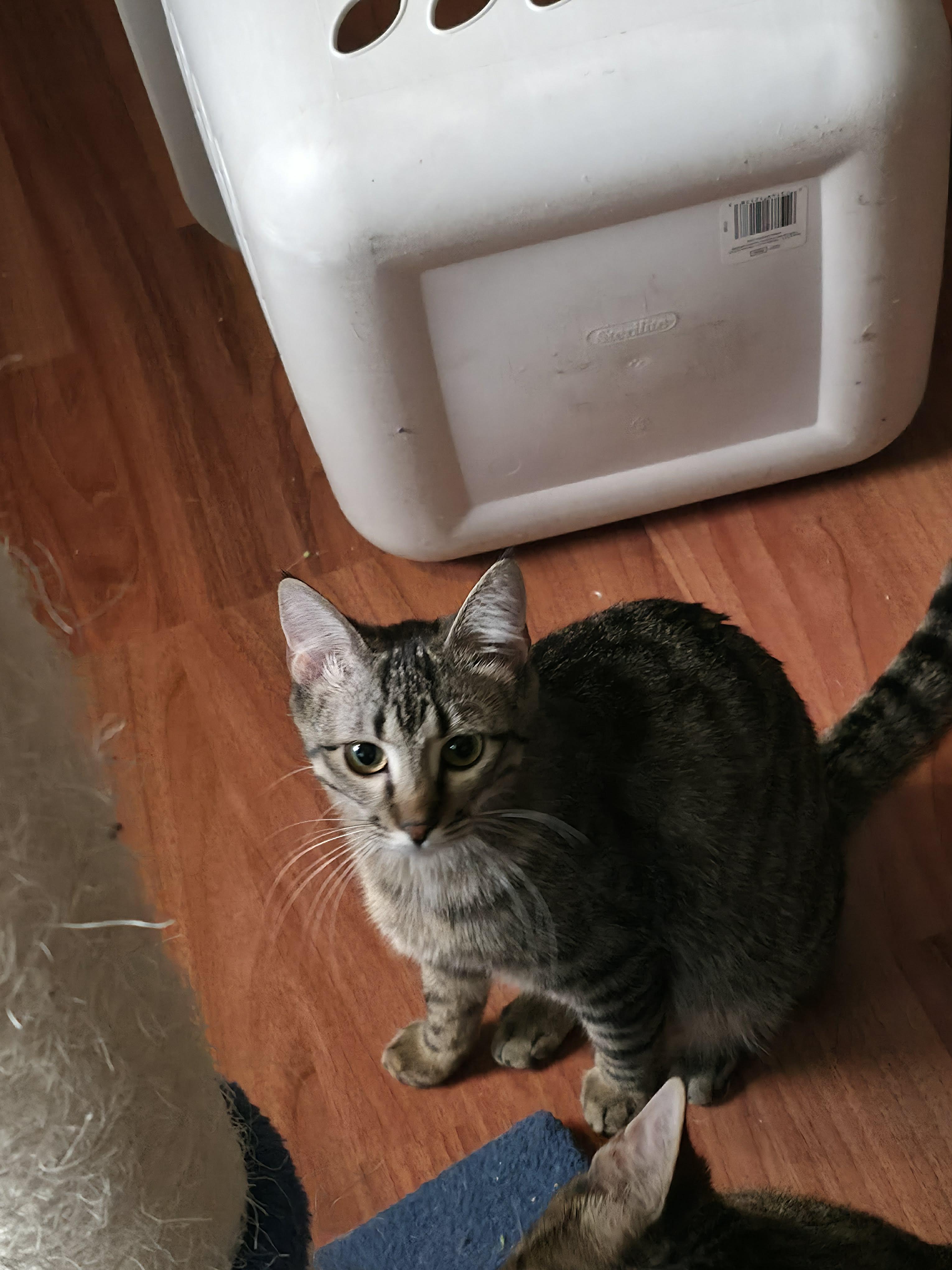 Gretchen, ADOPTABLE, Kitten Female Domestic Short Hair.