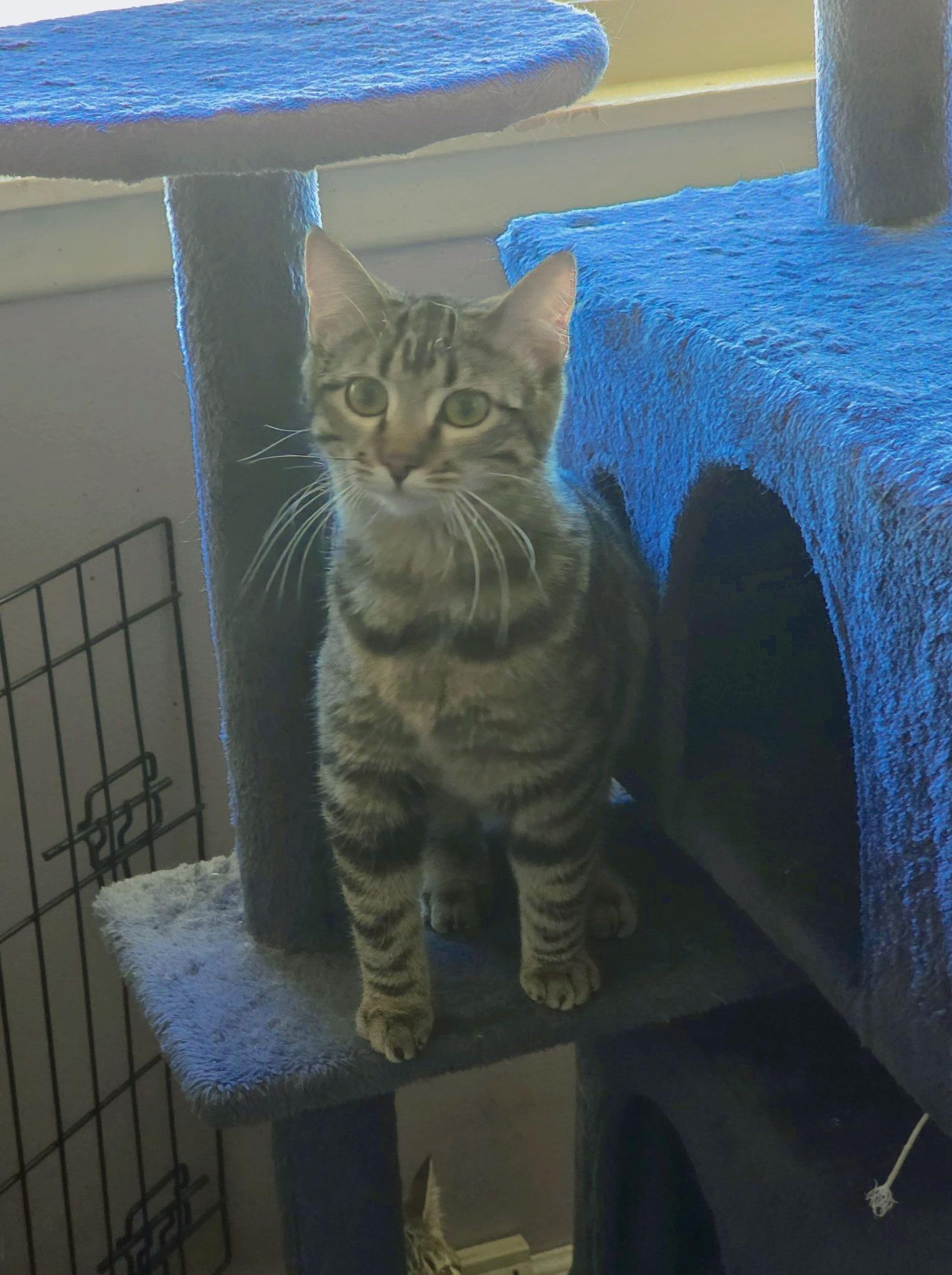 Gretchen, ADOPTABLE, Kitten Female Domestic Short Hair.
