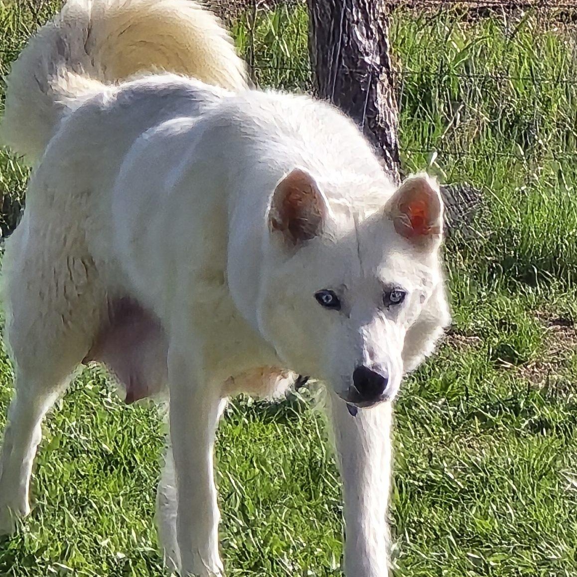 Madonna, a Adoptable Siberian Husky in Omaha, NE image 2/3