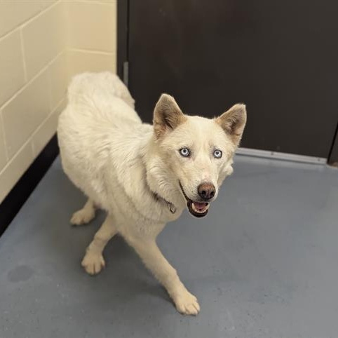 Madonna, a Adoptable Siberian Husky in Omaha, NE image 1/3