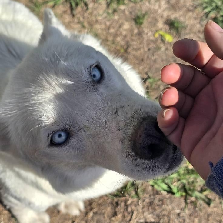 Madonna, a Adoptable Siberian Husky in Omaha, NE image 3/3