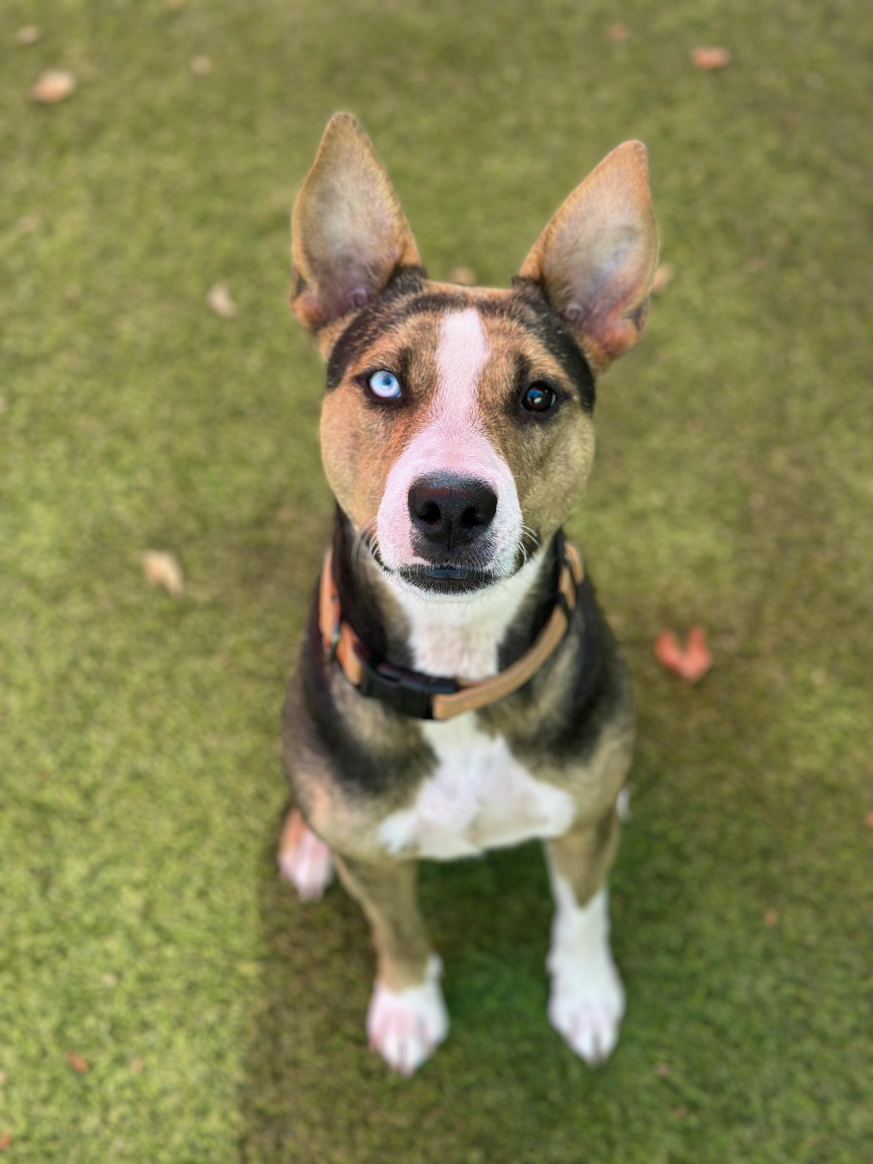 Darcy, Adoptable, Adult Female Australian Cattle Dog / Blue Heeler & Australian Kelpie.