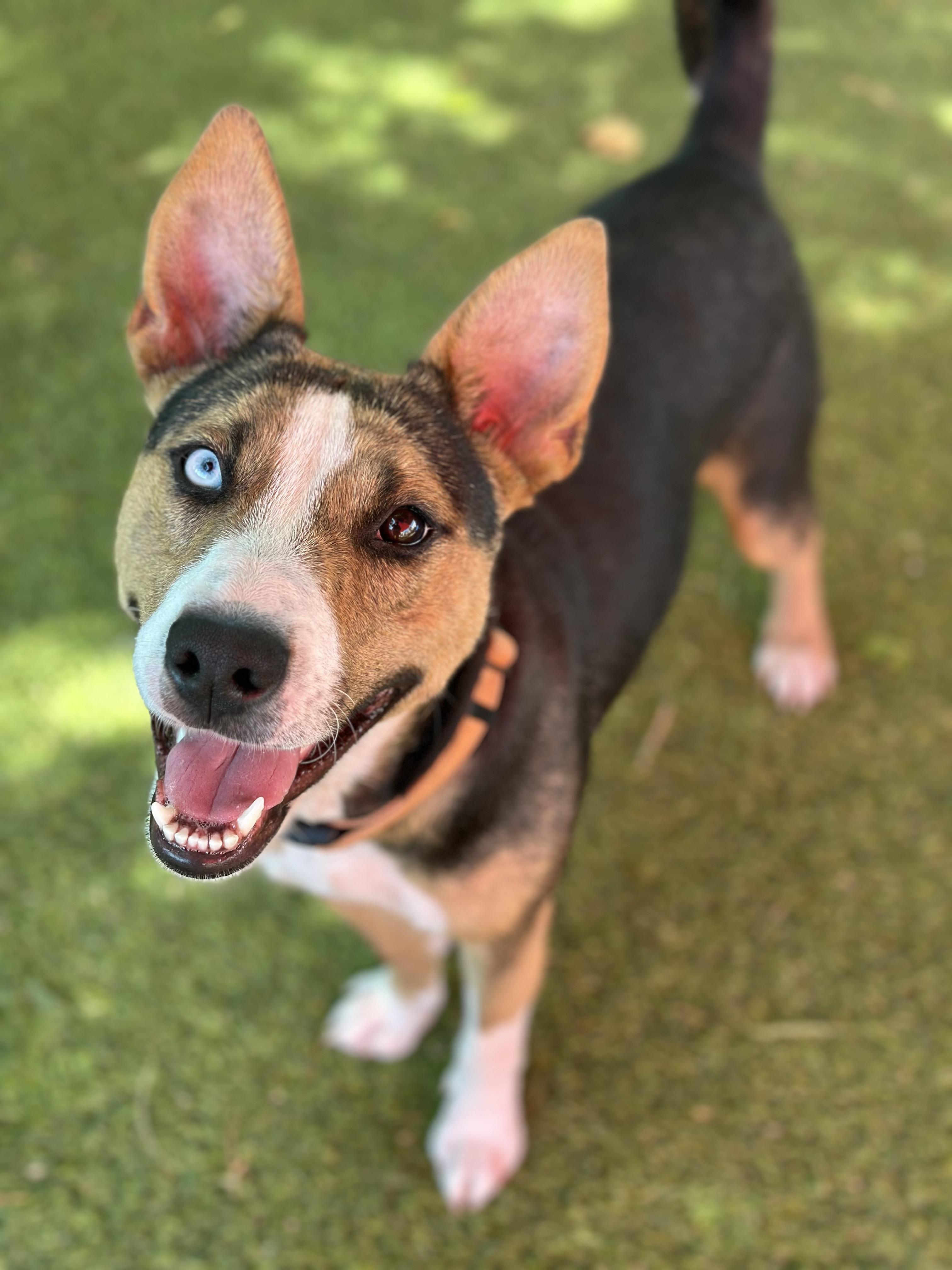 Darcy, a Adoptable mixed breed image 2/4