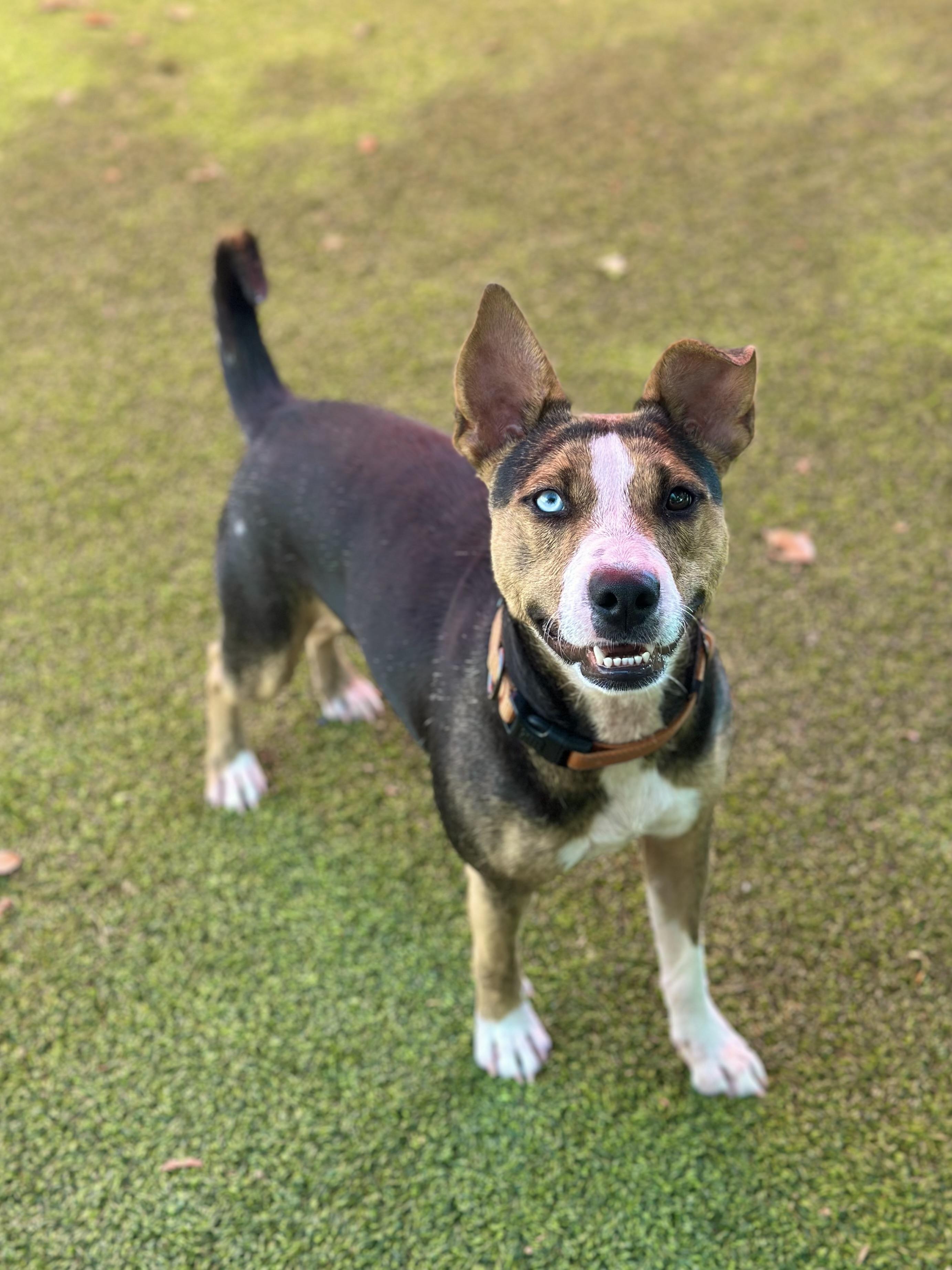 Darcy, a Adoptable mixed breed image 3/4