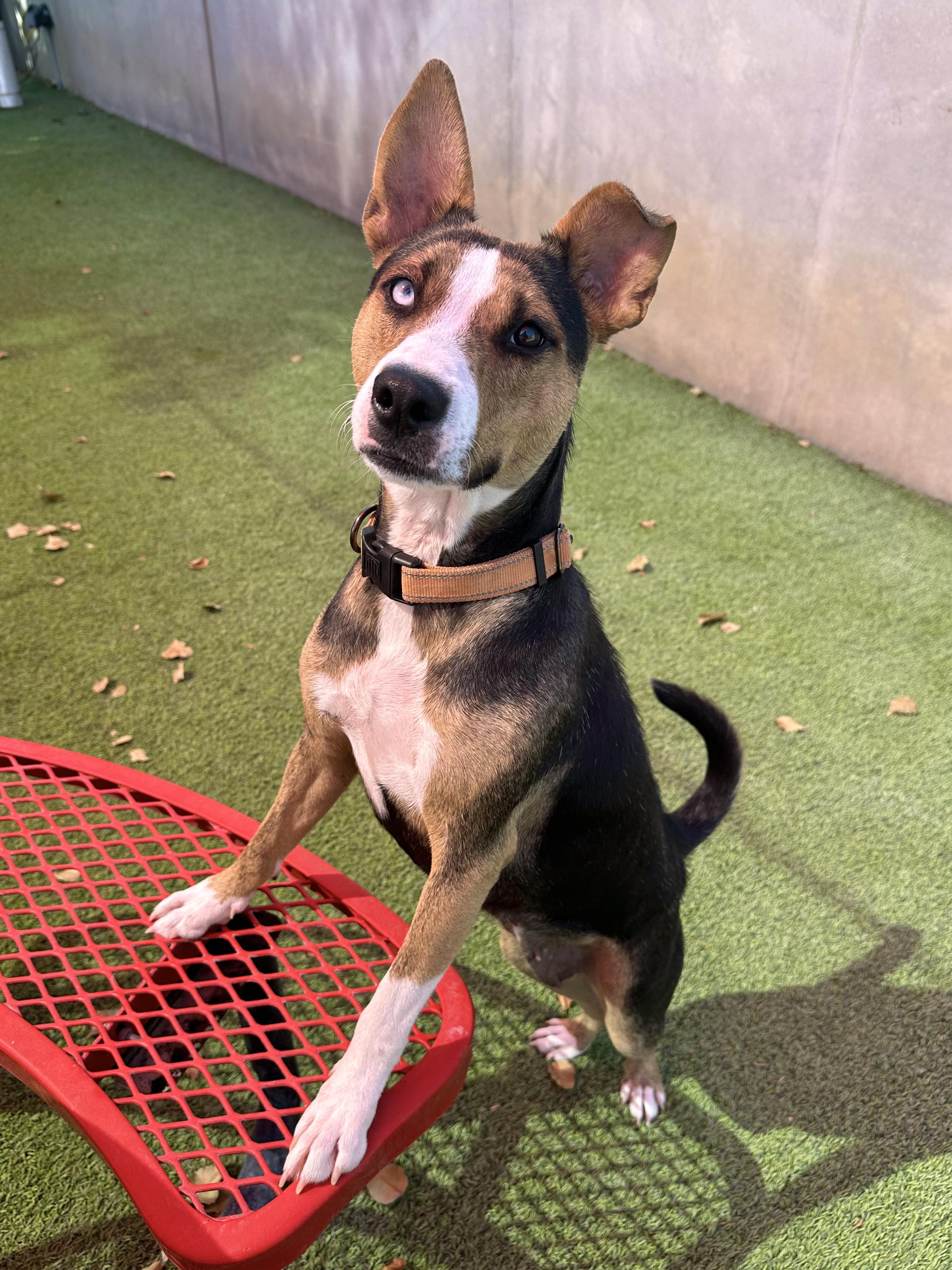 Darcy, a Adoptable mixed breed image 4/4