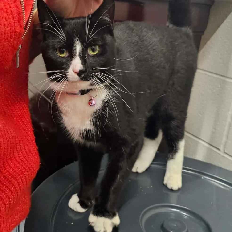 SOCKS RESCUED!, Adoptable, Young Female Domestic Short Hair.