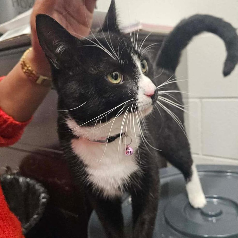 Enlarge SOCKS  RESCUED!, a Adoptable Domestic Short Hair in Nashville, NC image 2/2