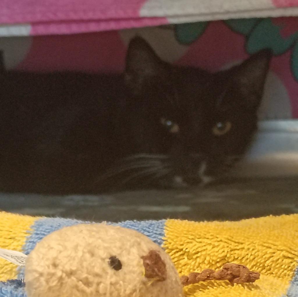 Enlarge Kit Kat, a Adoptable mixed breed in Hyde Park, NY image 1/2