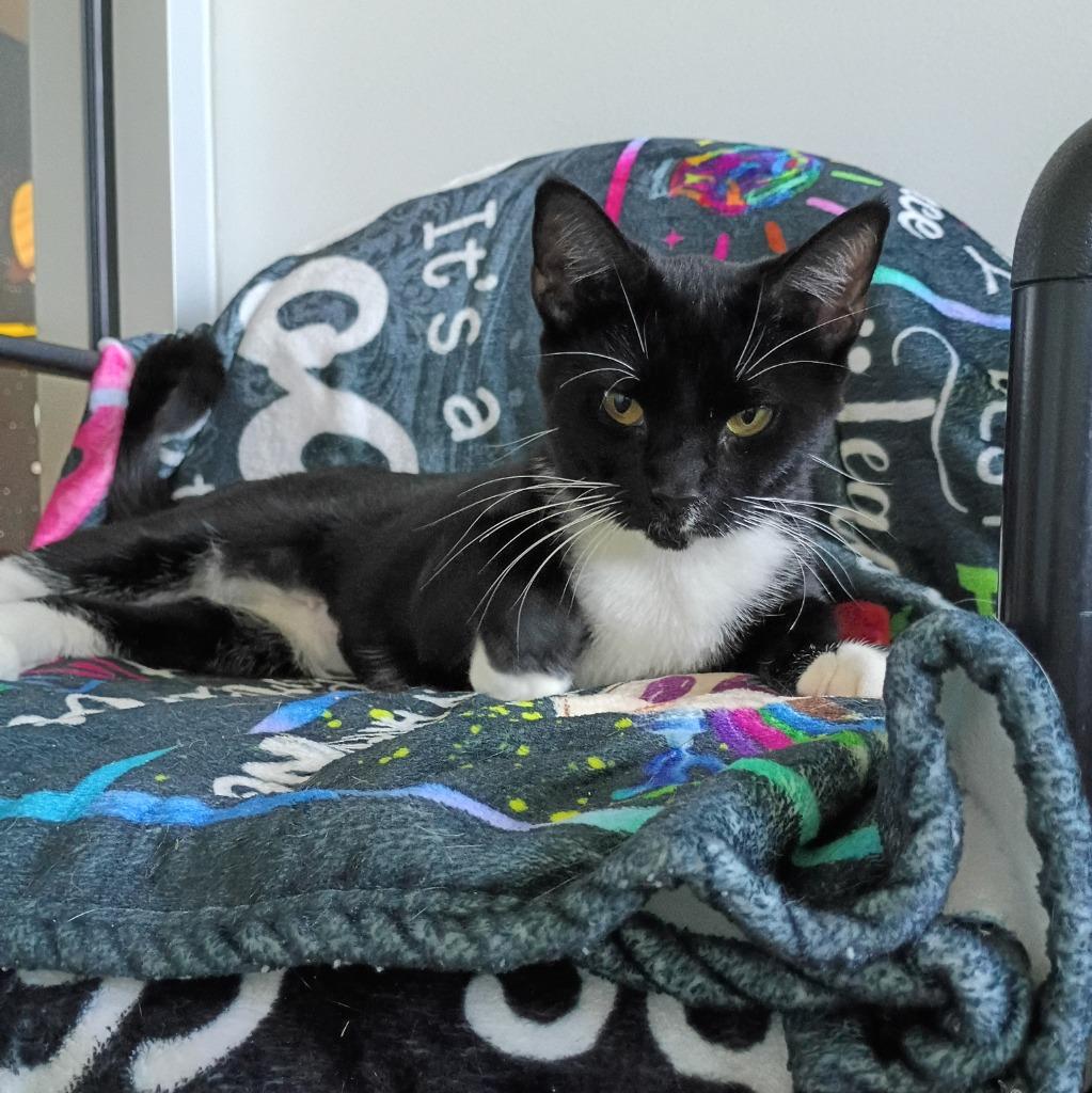 Enlarge Kit Kat, a Adoptable mixed breed in Hyde Park, NY image 2/2