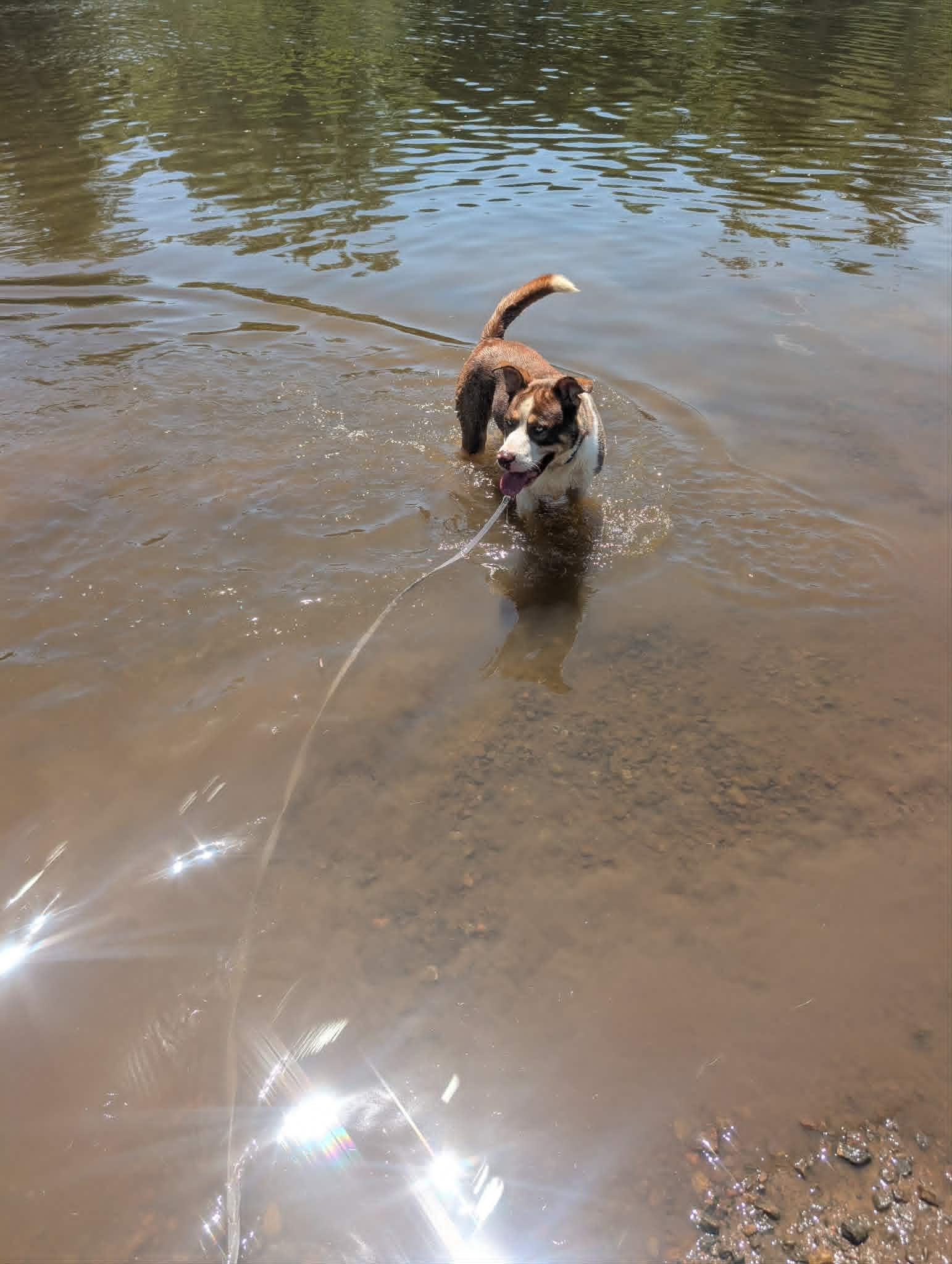 Hodge, a ADOPTABLE mixed breed in Colonial Heights, VA image 5/5